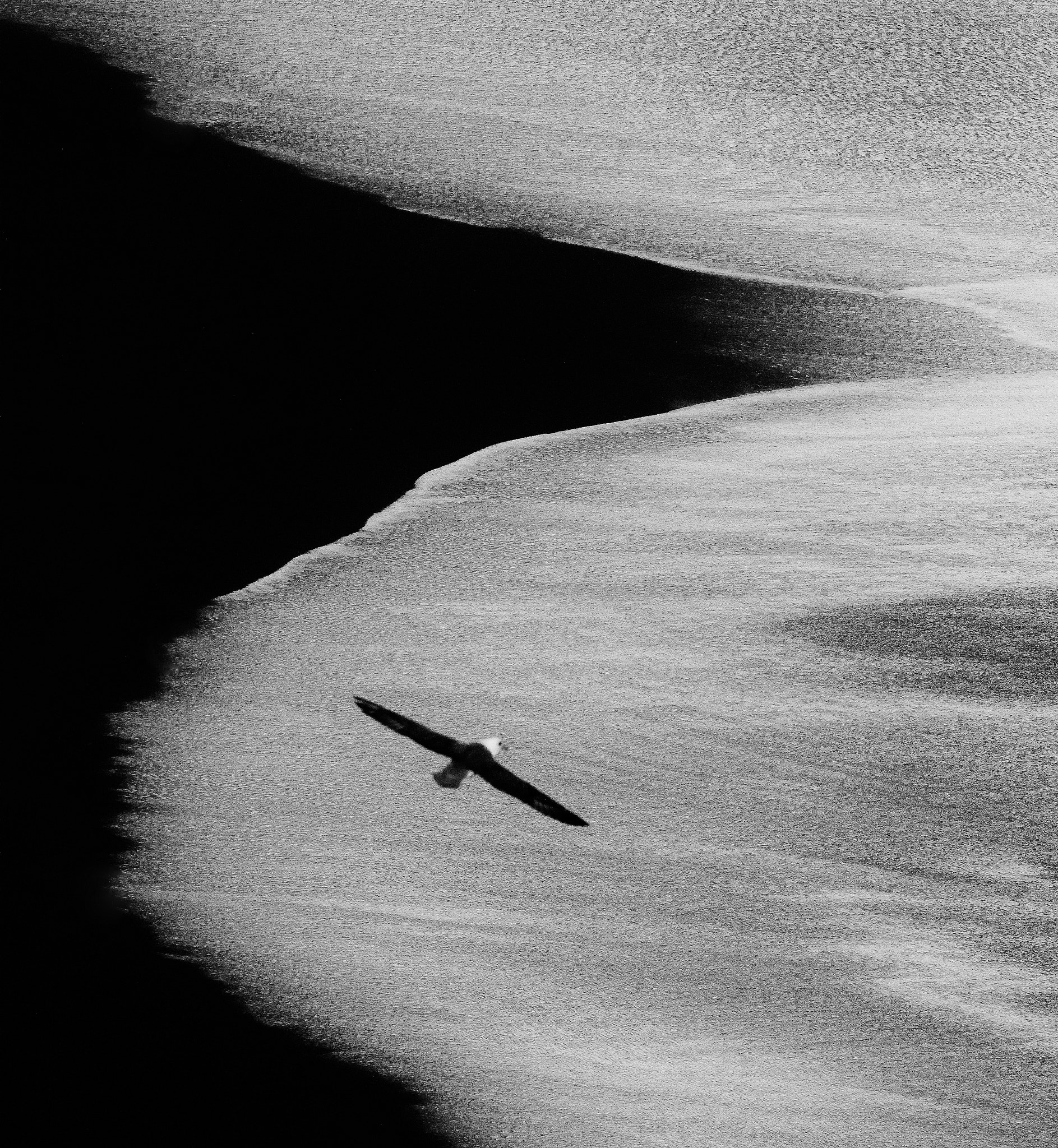 Canon EOS 7D + Canon EF 400mm F5.6L USM sample photo. Fulmar over beach photography
