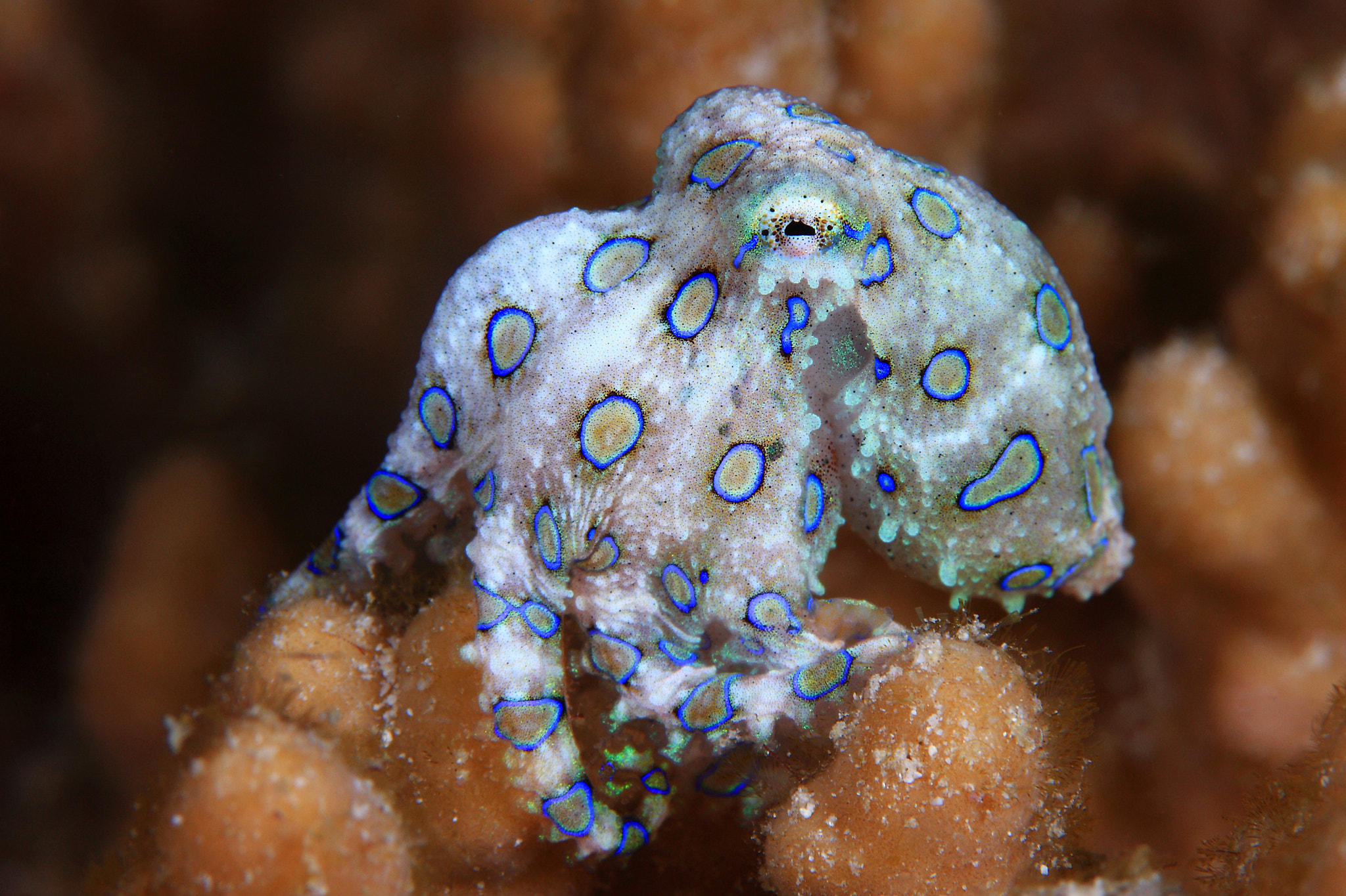 blue reversible octopus