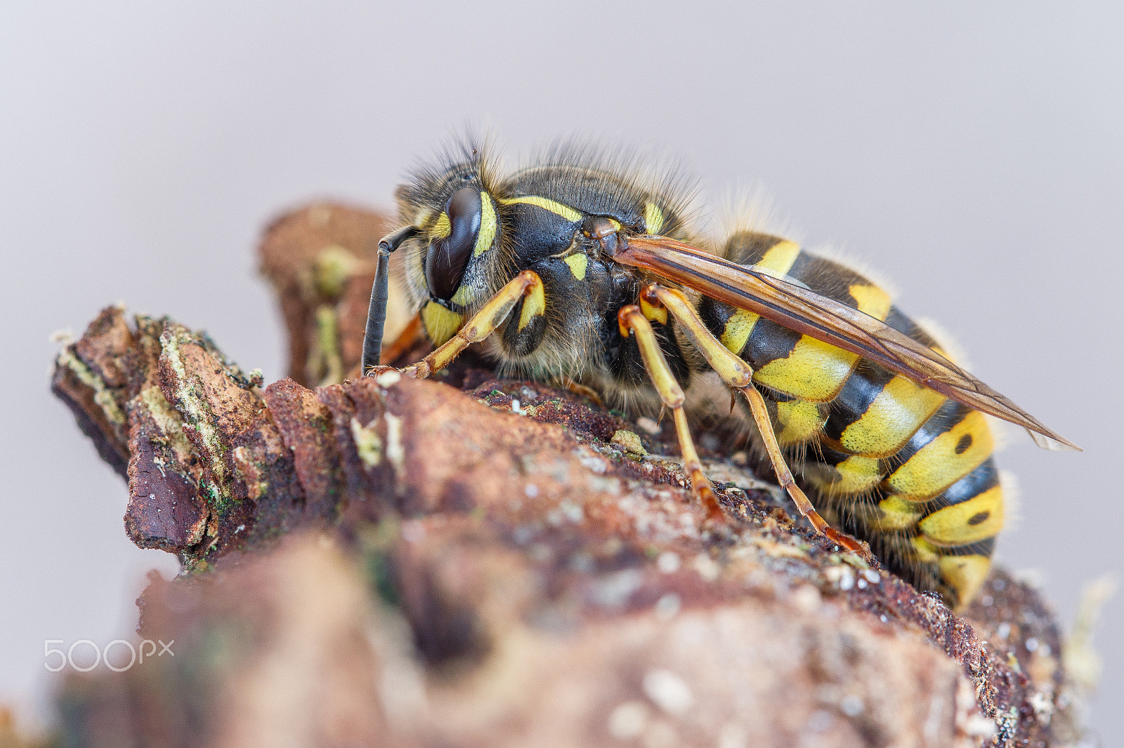 Canon EF 100mm F2.8L Macro IS USM sample photo. Common wasp - vespula vulgaris photography