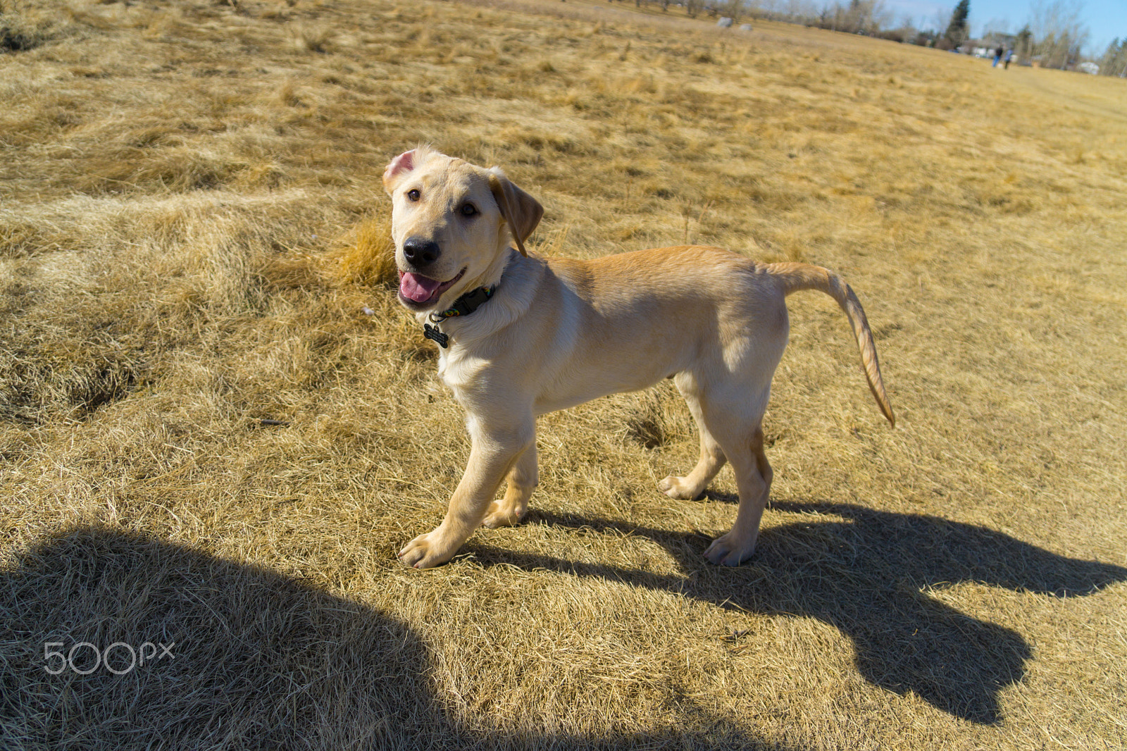 Sony a6000 + Sony E 18-200mm F3.5-6.3 OSS sample photo. Yellow lab at the park photography