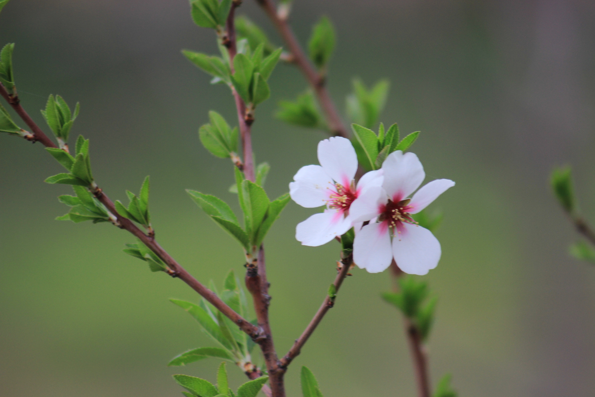 Canon EOS 600D (Rebel EOS T3i / EOS Kiss X5) + EF75-300mm f/4-5.6 sample photo. Spring is coming  photography