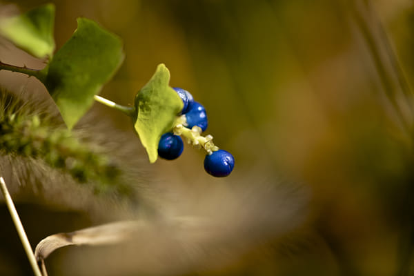 Canon EF 180mm F3.5L Macro USM sample photos - ExploreCams Canon EF 180mm F3.5L Macro USM sample photos - ExploreCams