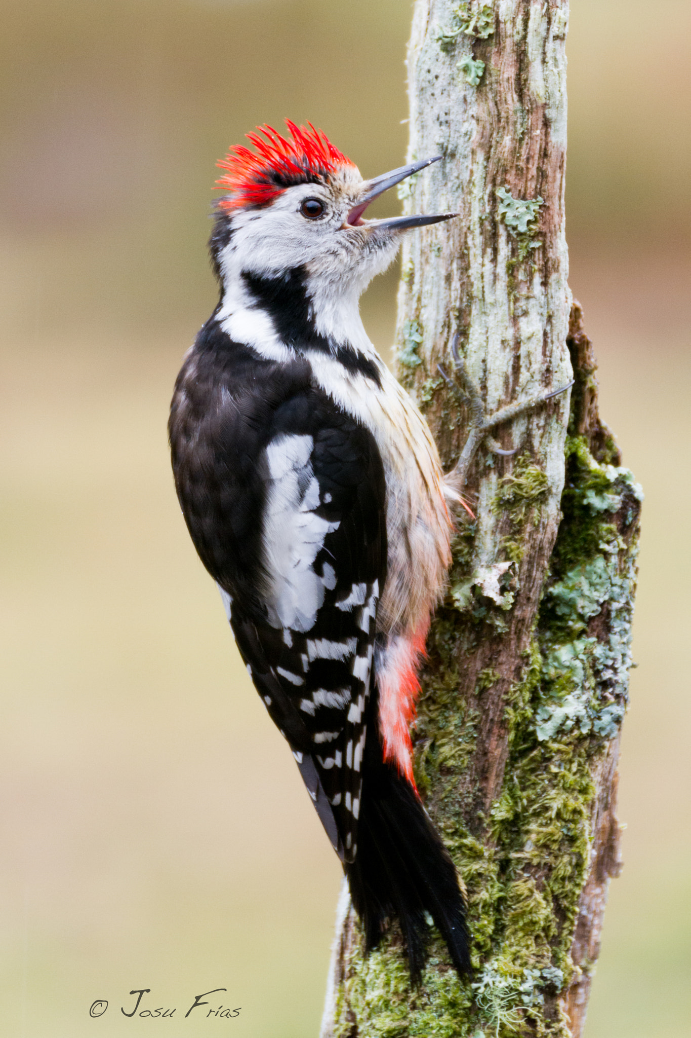Tamron SP 35mm F1.8 Di VC USD sample photo. Middle spotted woodpecker - pico mediano photography