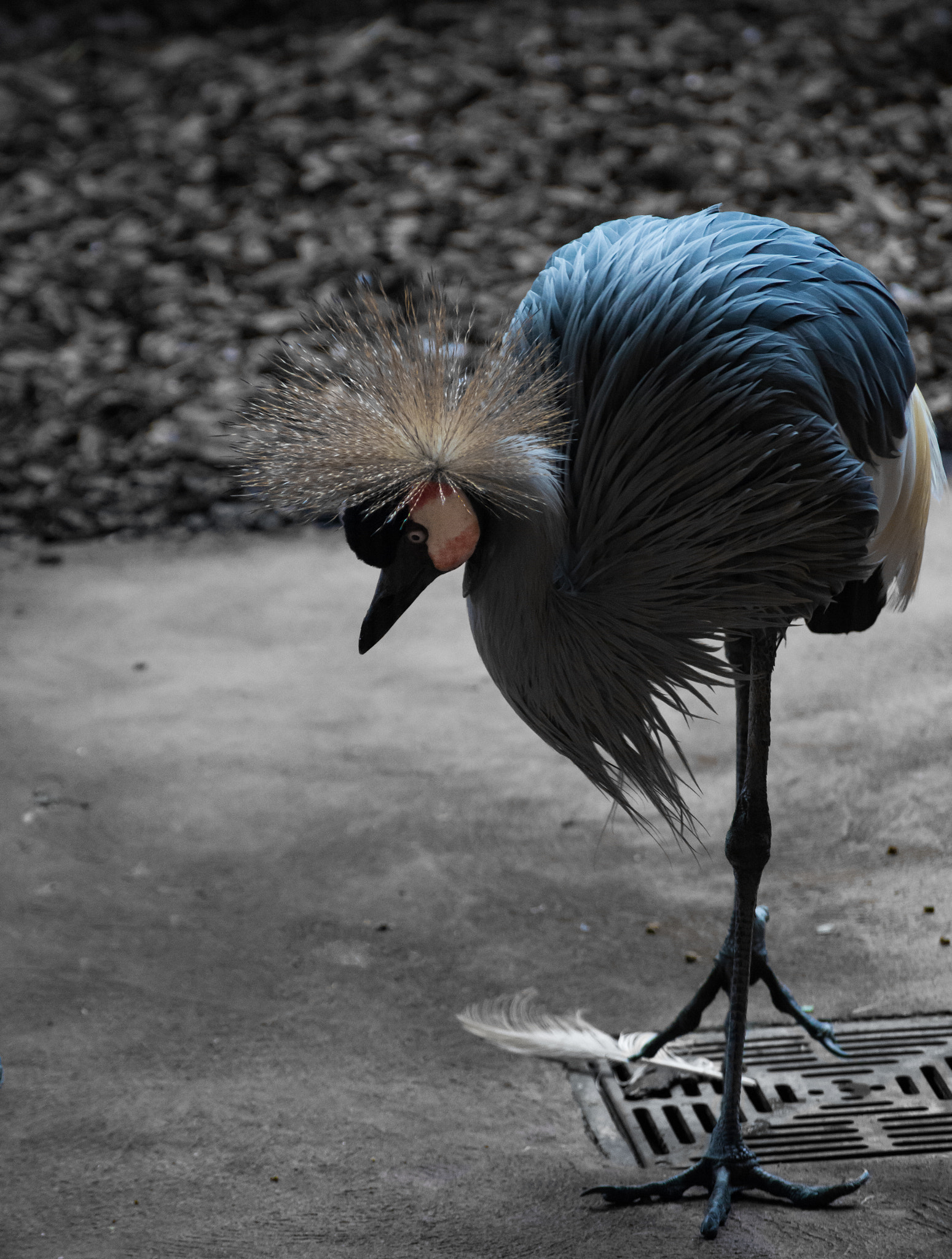 Nikon D7200 sample photo. The grey-necked crowned crane photography