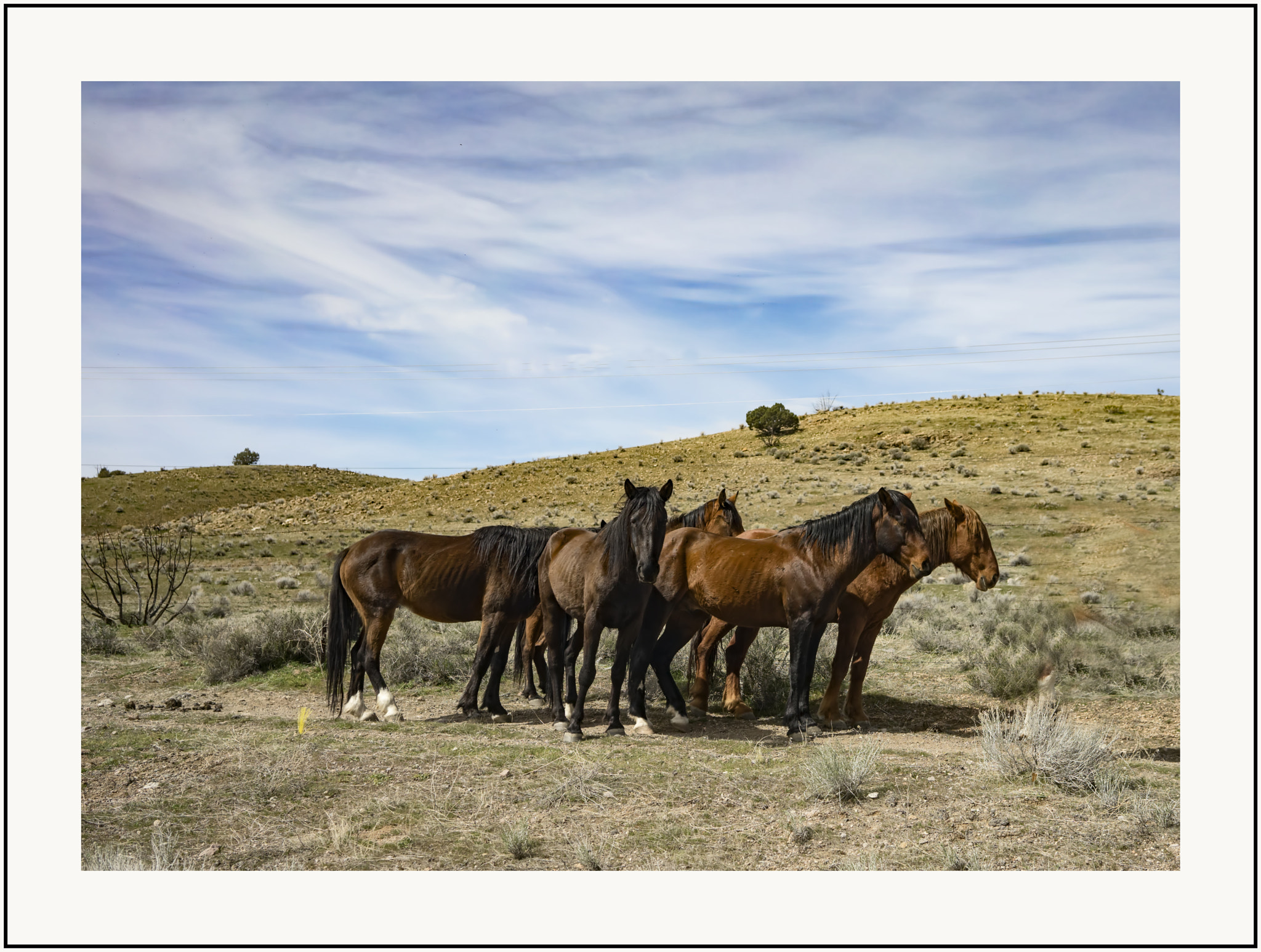 Sony Sonnar T* FE 35mm F2.8 ZA sample photo. Wild horses smaller photography