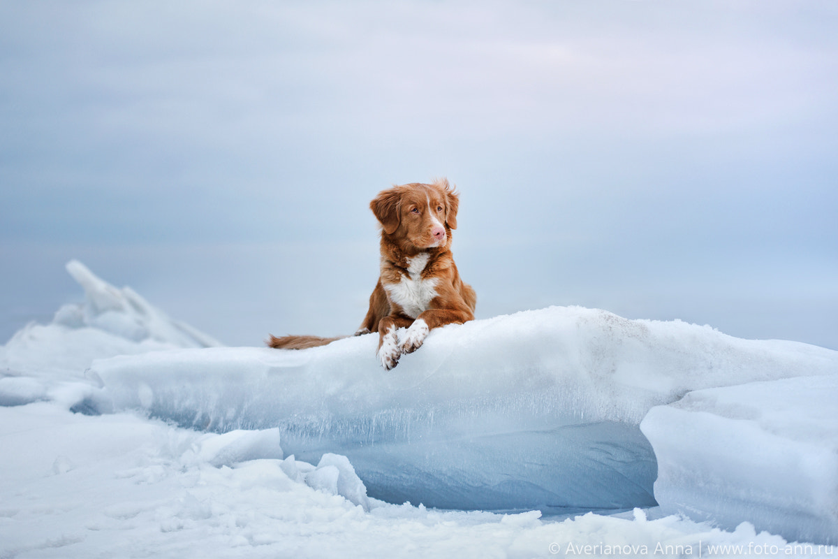 Sigma 70-200mm F2.8 EX DG OS HSM sample photo. On the ice photography