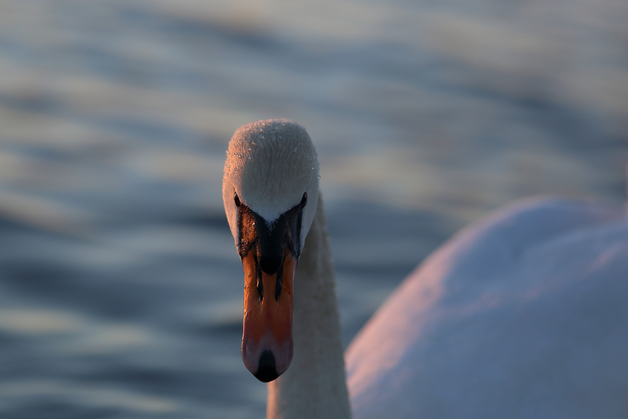 Canon EF 200mm F2.8L II USM sample photo. Swan photography