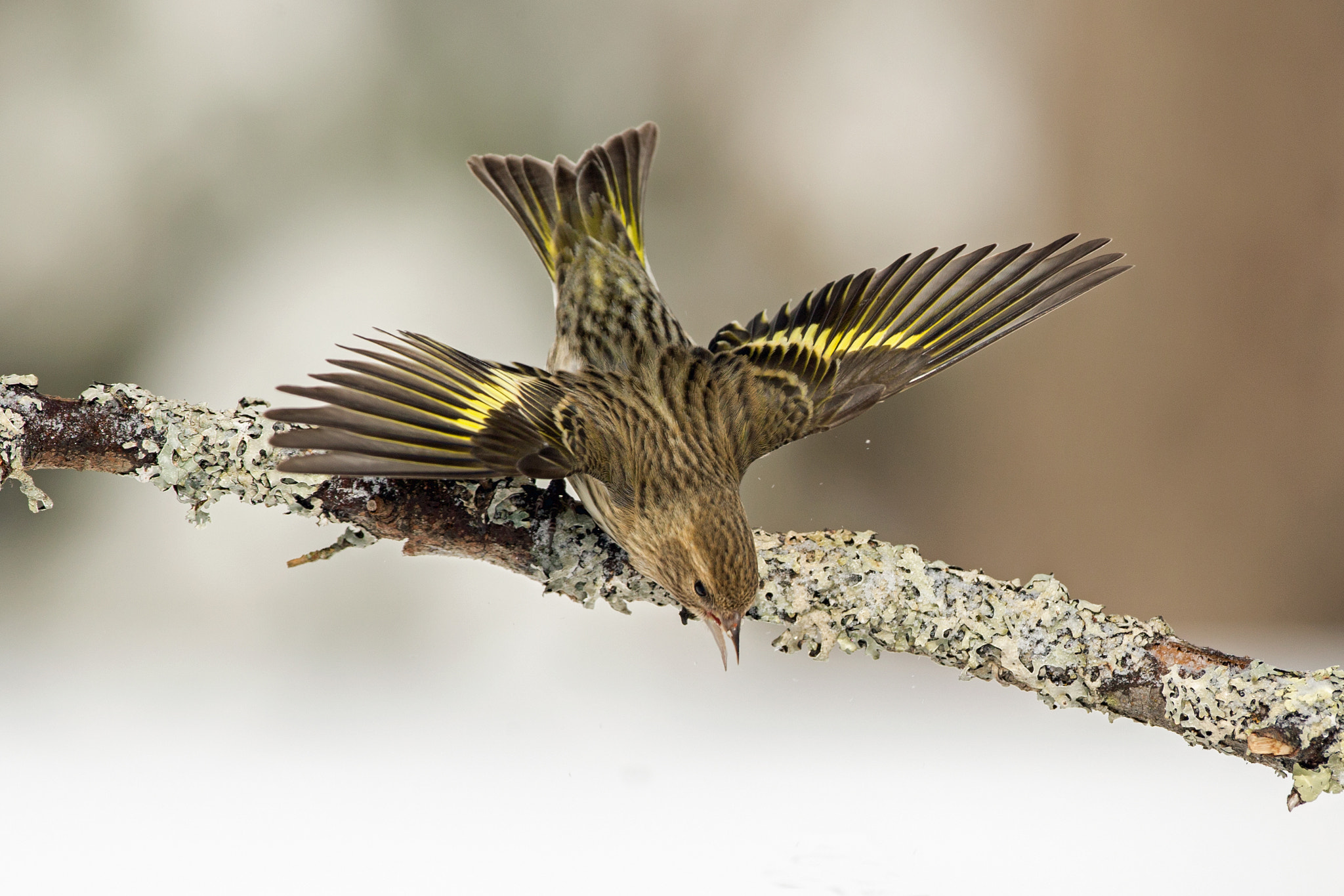 Canon EF 500mm F4L IS USM sample photo. Pine siskin photography
