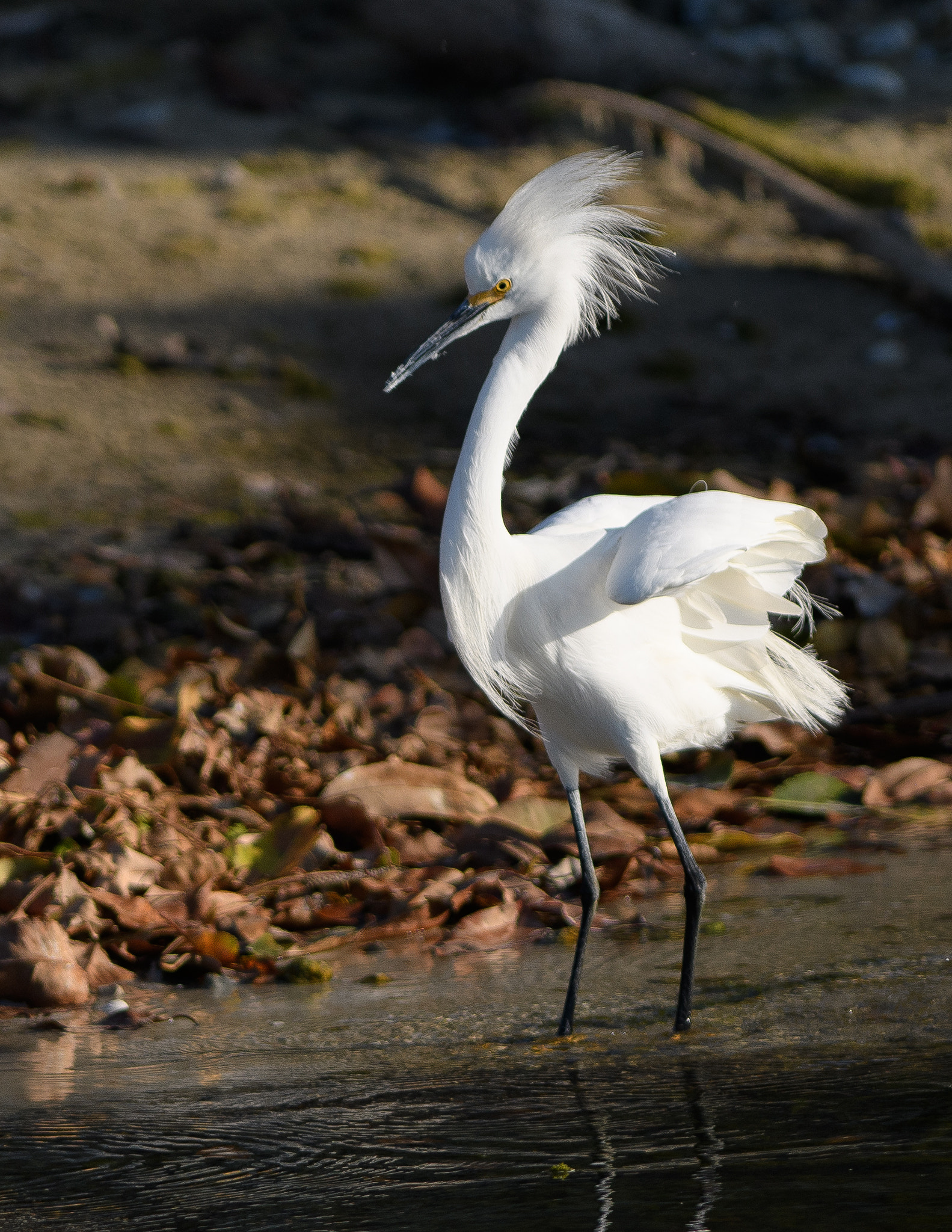 Nikon AF-S Nikkor 300mm F2.8G ED VR II sample photo. Img photography