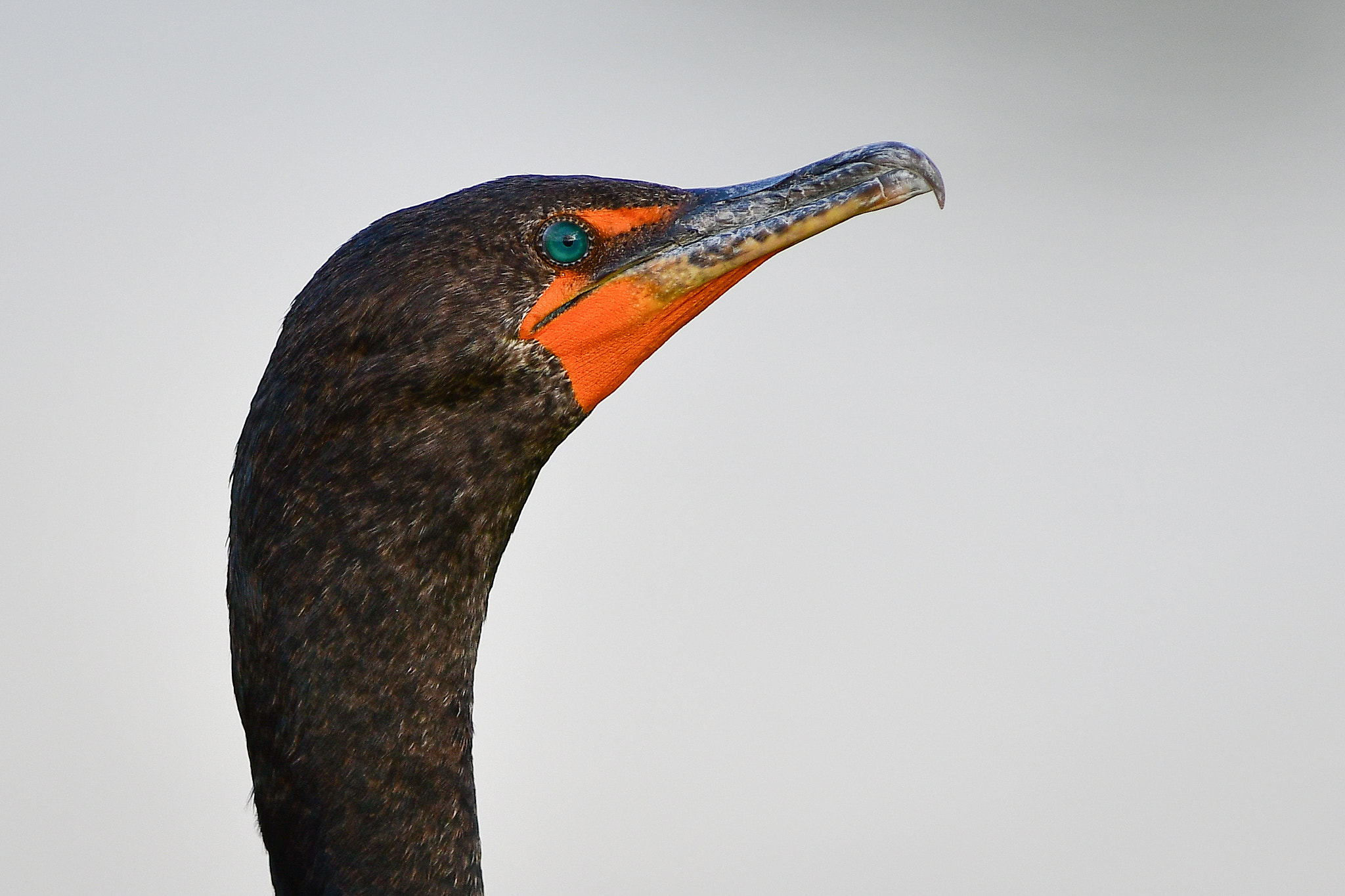 Nikon AF-S Nikkor 300mm F2.8G ED VR II sample photo. Dsc photography