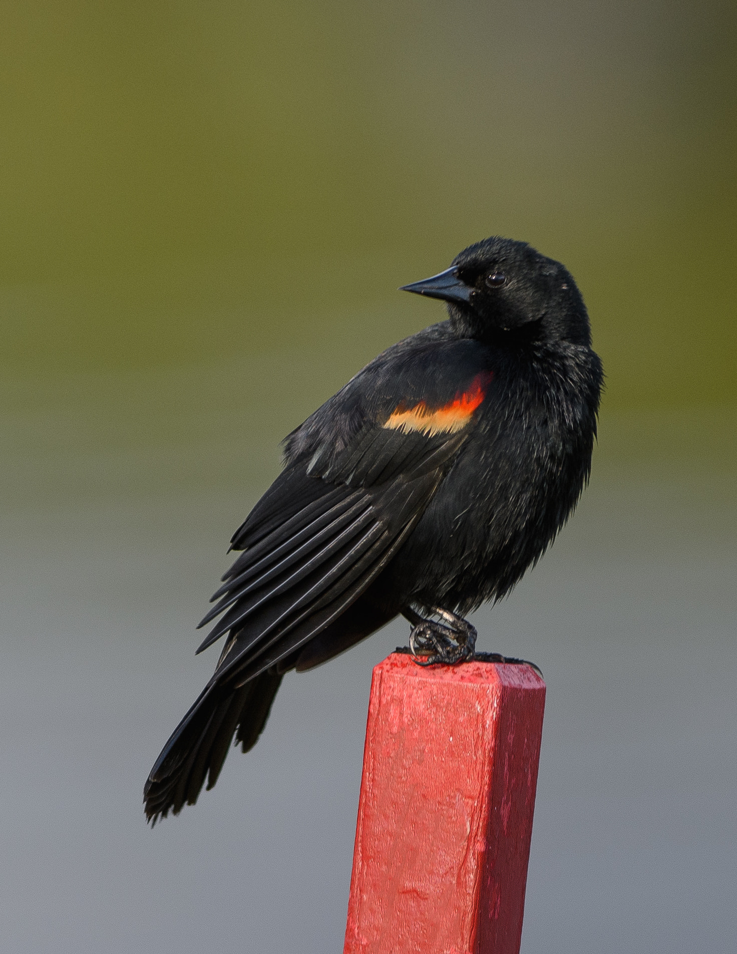 Nikon AF-S Nikkor 300mm F2.8G ED VR II sample photo. Dsc photography