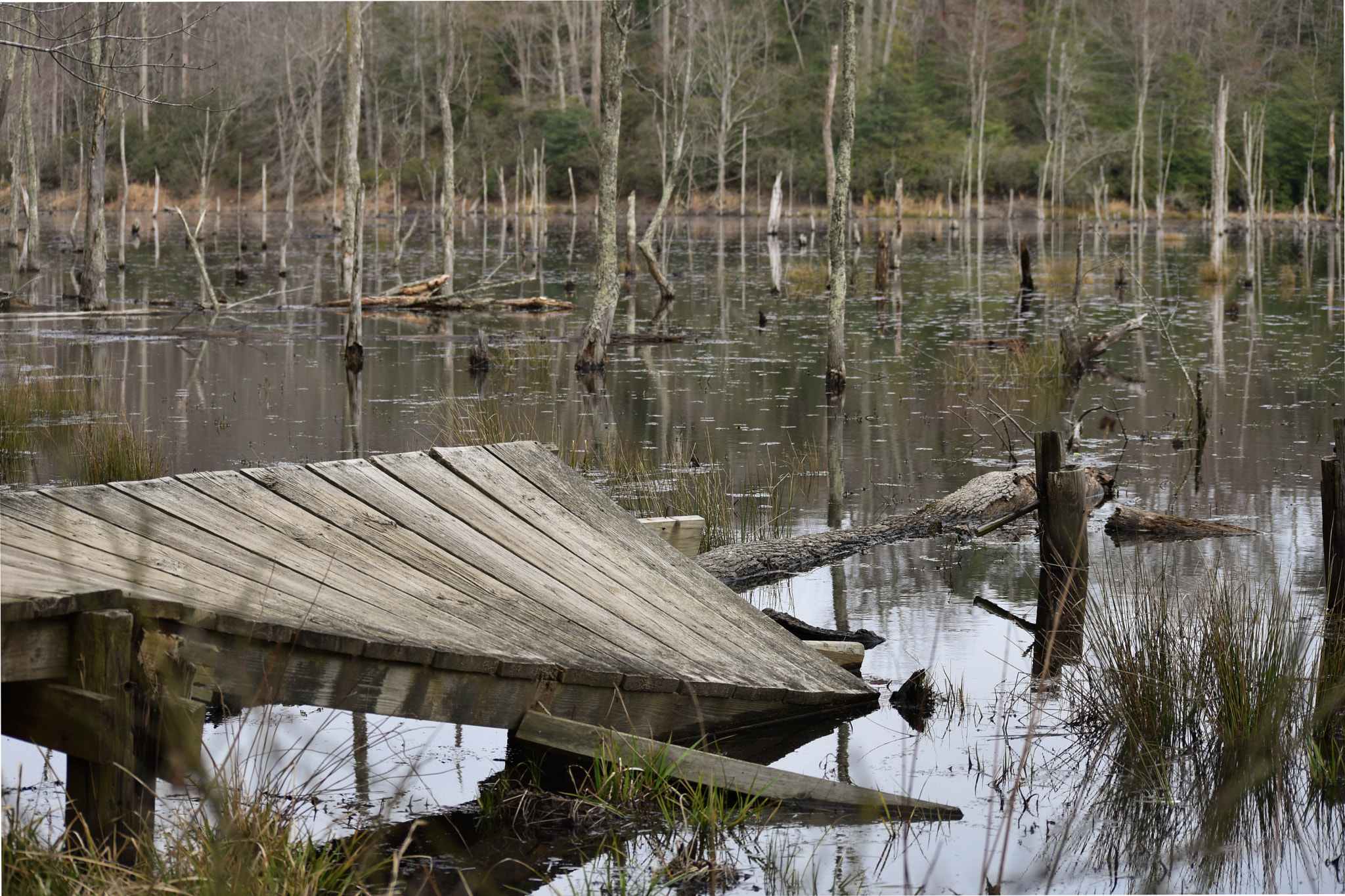Nikon D3400 sample photo. Broken pier at calvert cliffs photography