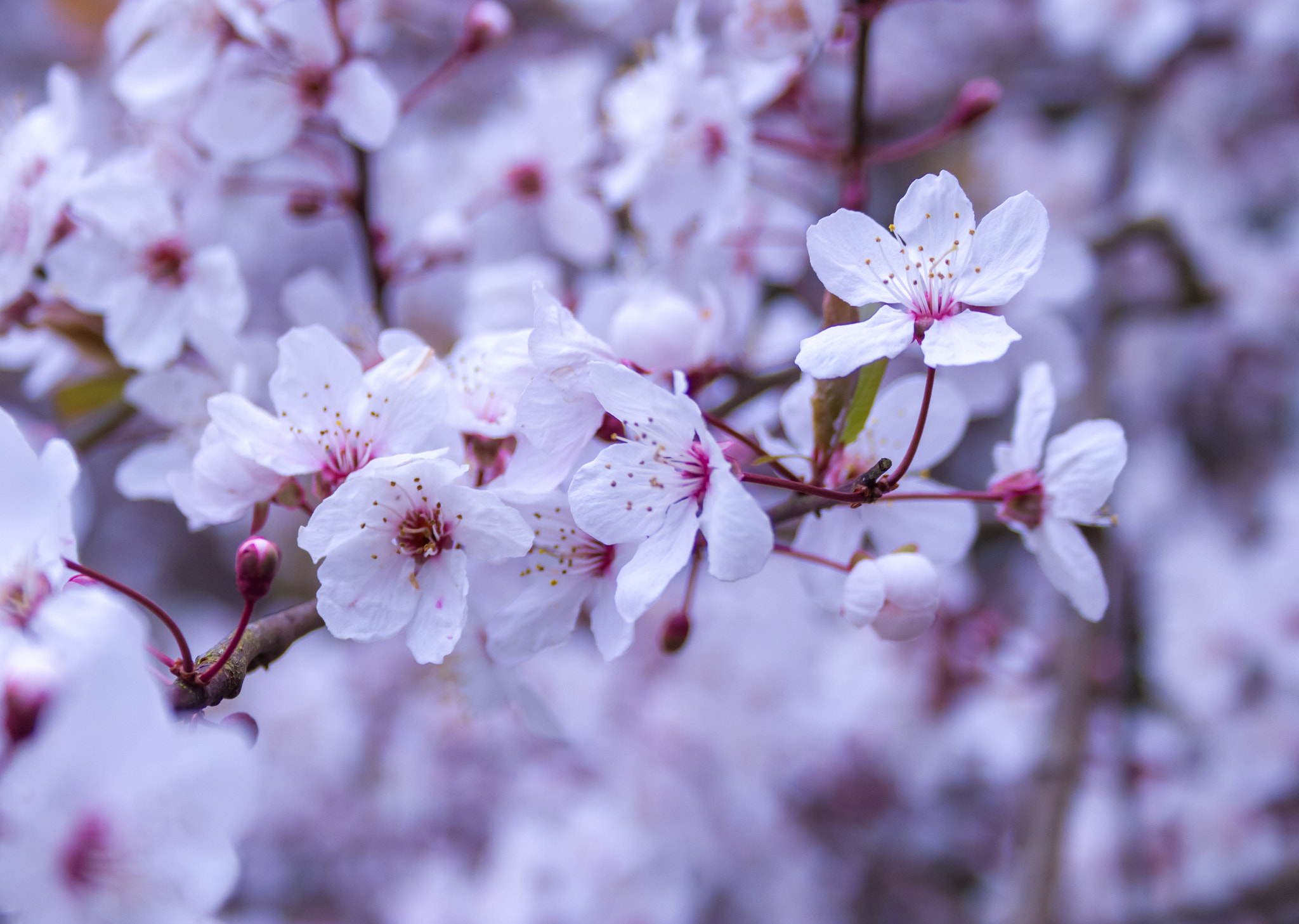 Canon EF-S 18-55mm F3.5-5.6 II sample photo. The scent of spring photography