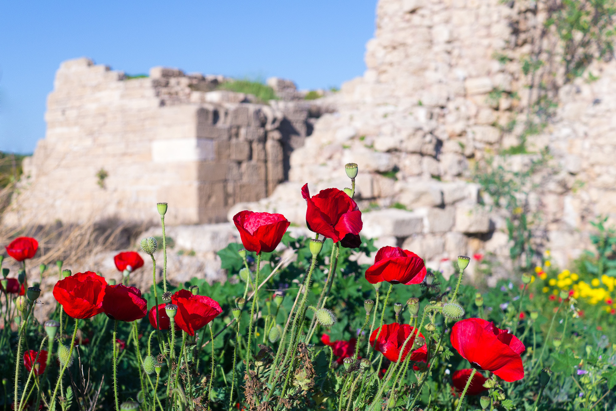 Panasonic Lumix DMC-GX1 + Panasonic Lumix G 20mm F1.7 ASPH sample photo. Israel photography