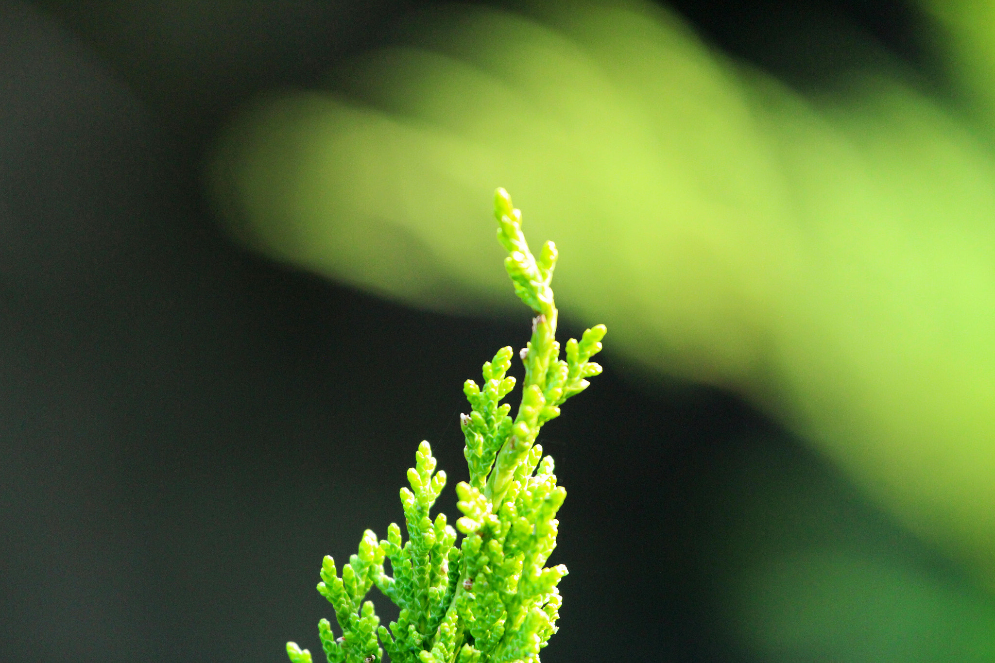 Canon EOS 700D (EOS Rebel T5i / EOS Kiss X7i) + Canon EF 70-200mm F4L USM sample photo. Nature in focus photography