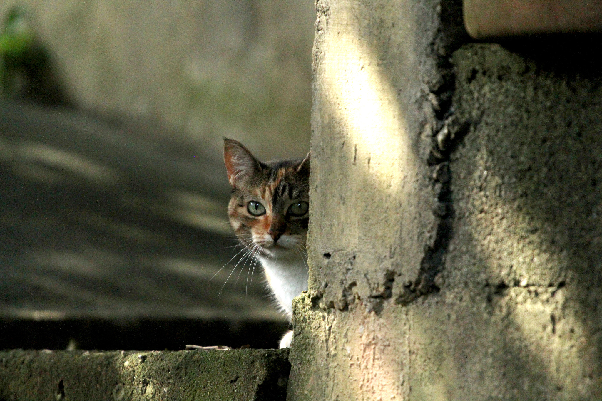 Canon EOS 700D (EOS Rebel T5i / EOS Kiss X7i) + Canon EF 70-200mm F4L USM sample photo. Nature in focus photography