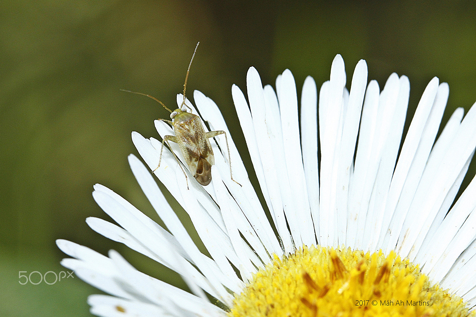 Canon EOS 500D (EOS Rebel T1i / EOS Kiss X3) sample photo. Hemiptera, miridae - percevejo do campo.. photography