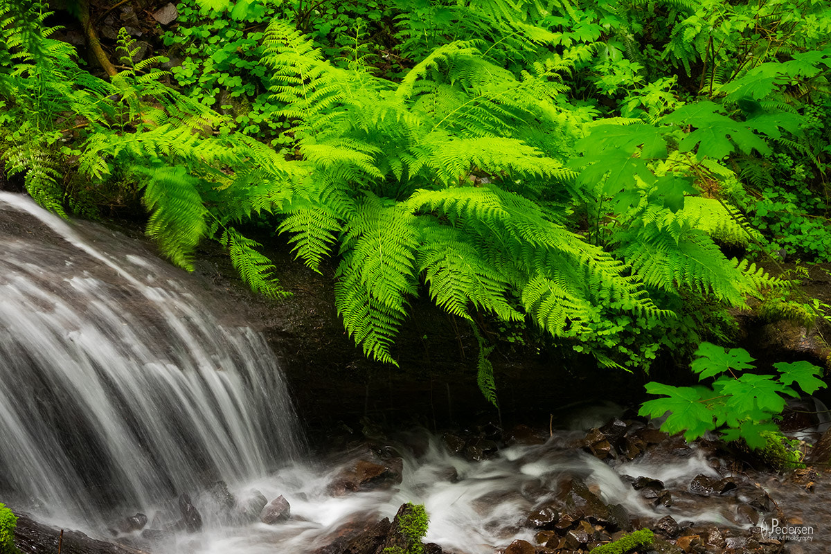 Fujifilm XF 50-140mm F2.8 R LM OIS WR sample photo. Fern gully photography