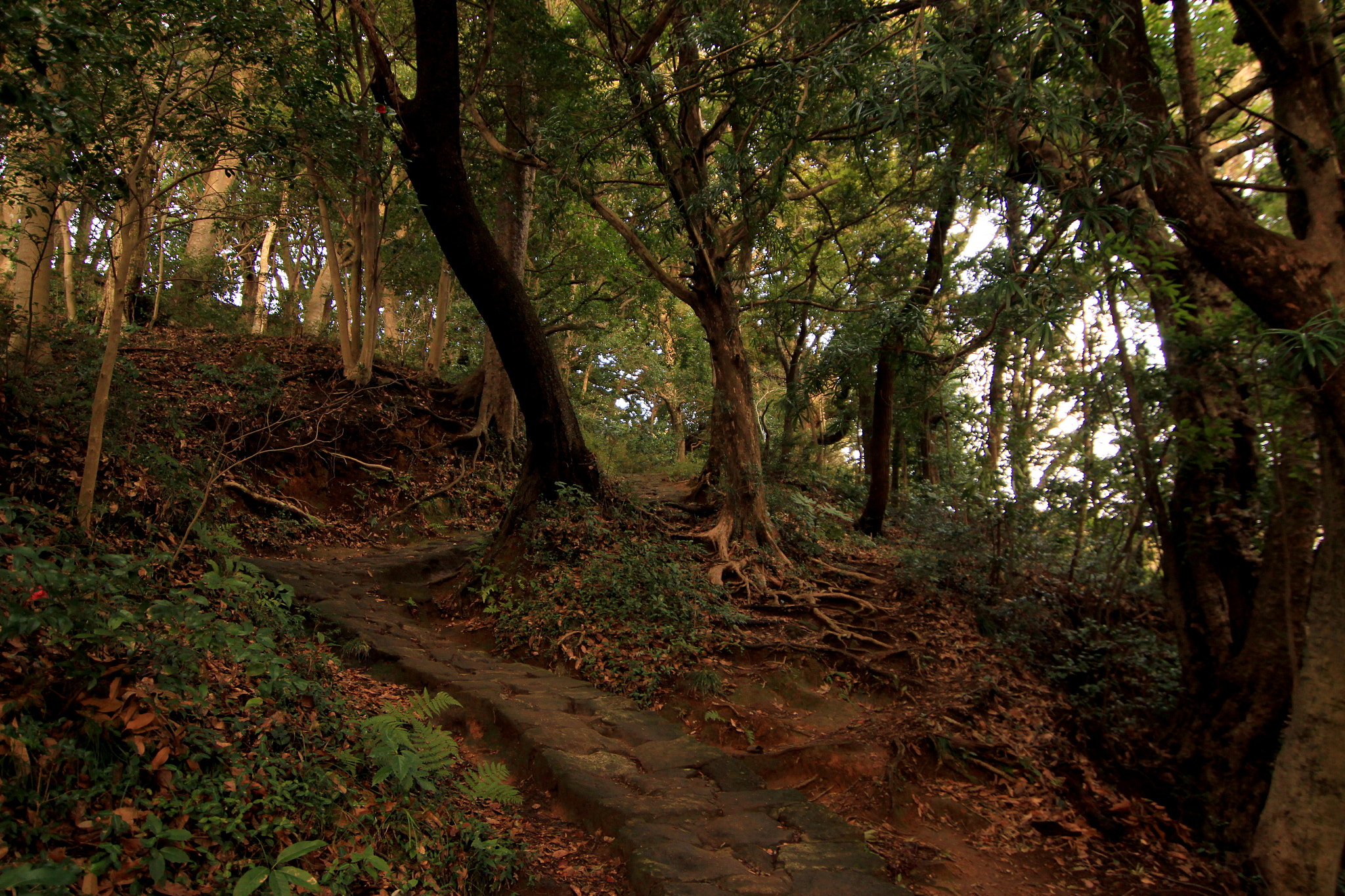 Canon EOS 600D (Rebel EOS T3i / EOS Kiss X5) sample photo. Path through the forest photography