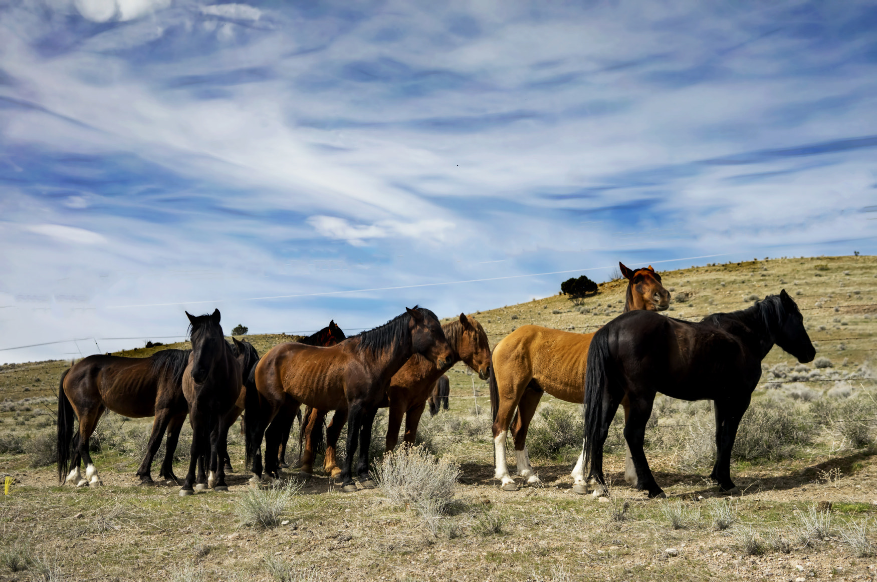 Sony a7 sample photo. Wild horses photography