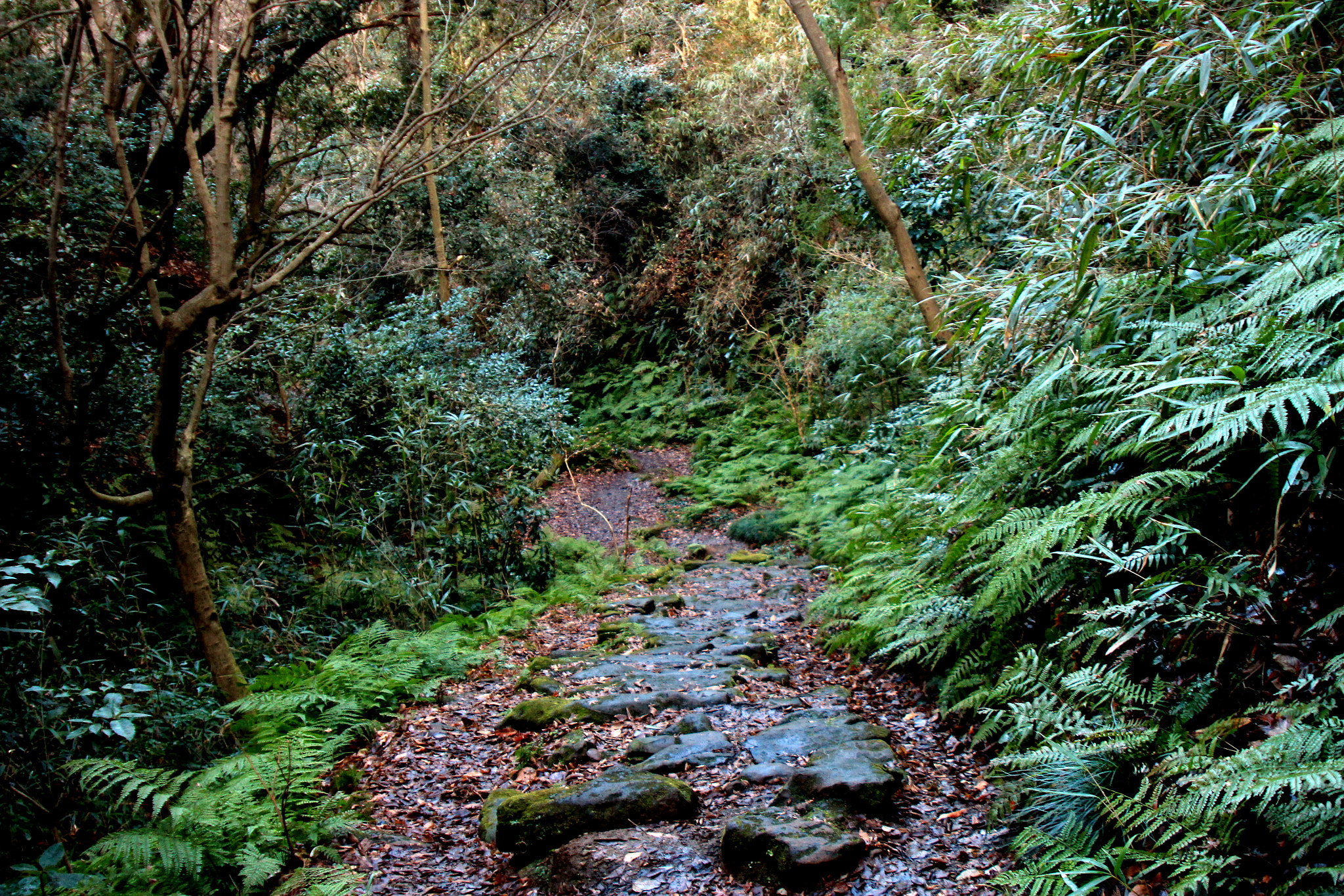 Canon EOS 600D (Rebel EOS T3i / EOS Kiss X5) sample photo. Hiking down the mountain photography