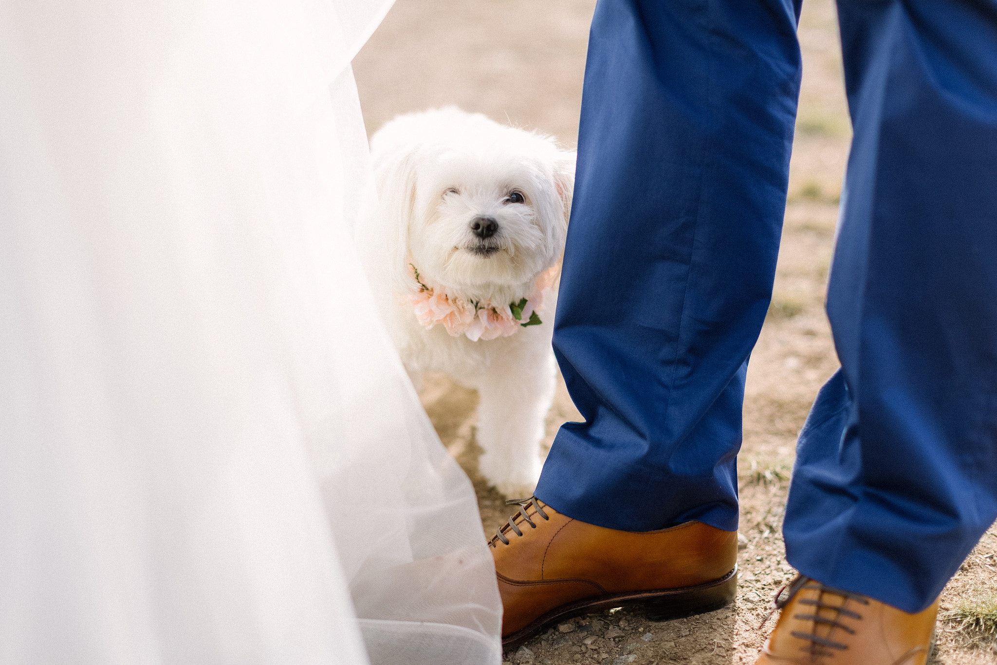 Canon EF 50mm F1.2L USM sample photo. Pup photography