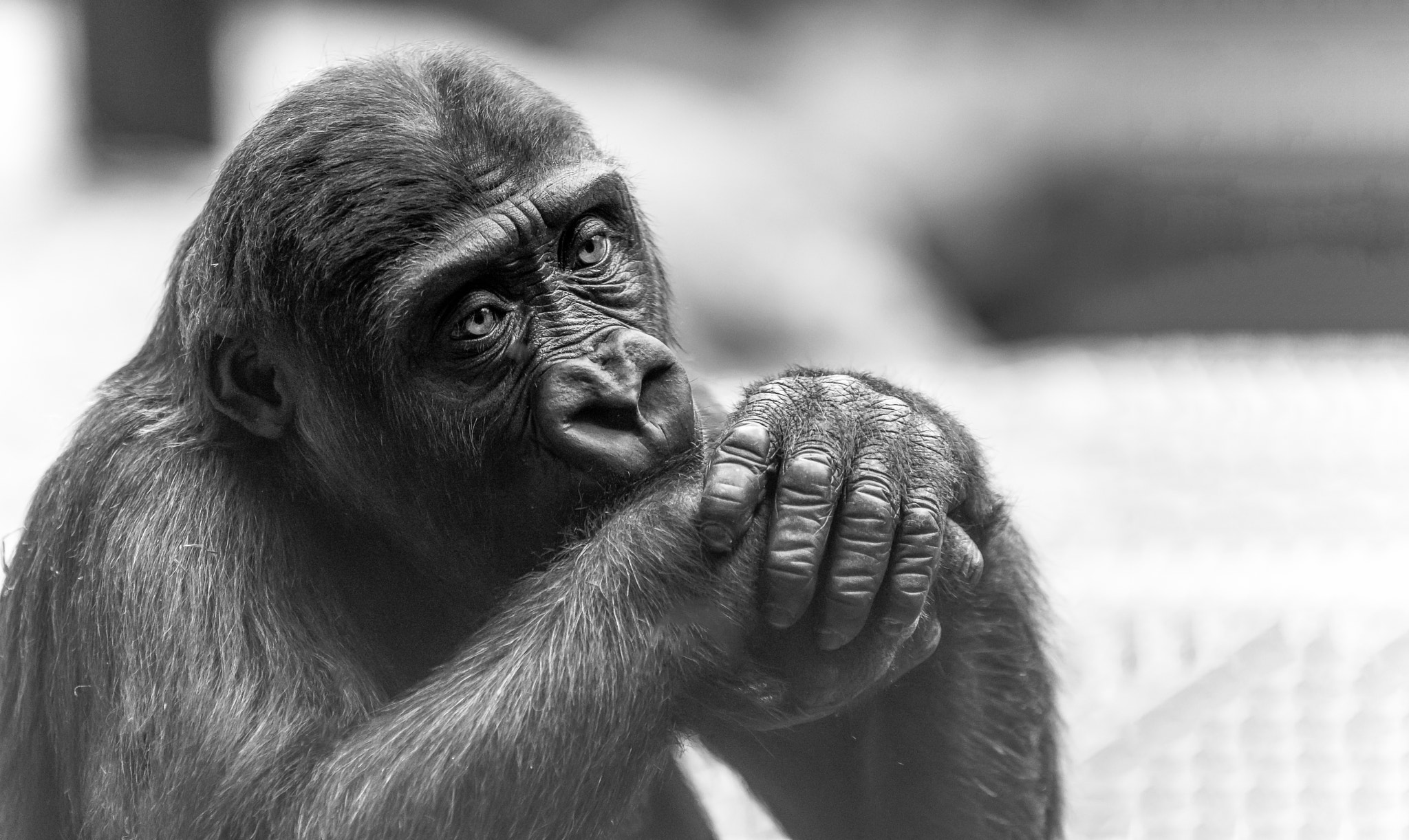 Sigma 70-200mm F2.8 EX DG OS HSM sample photo. Deep in thought photography