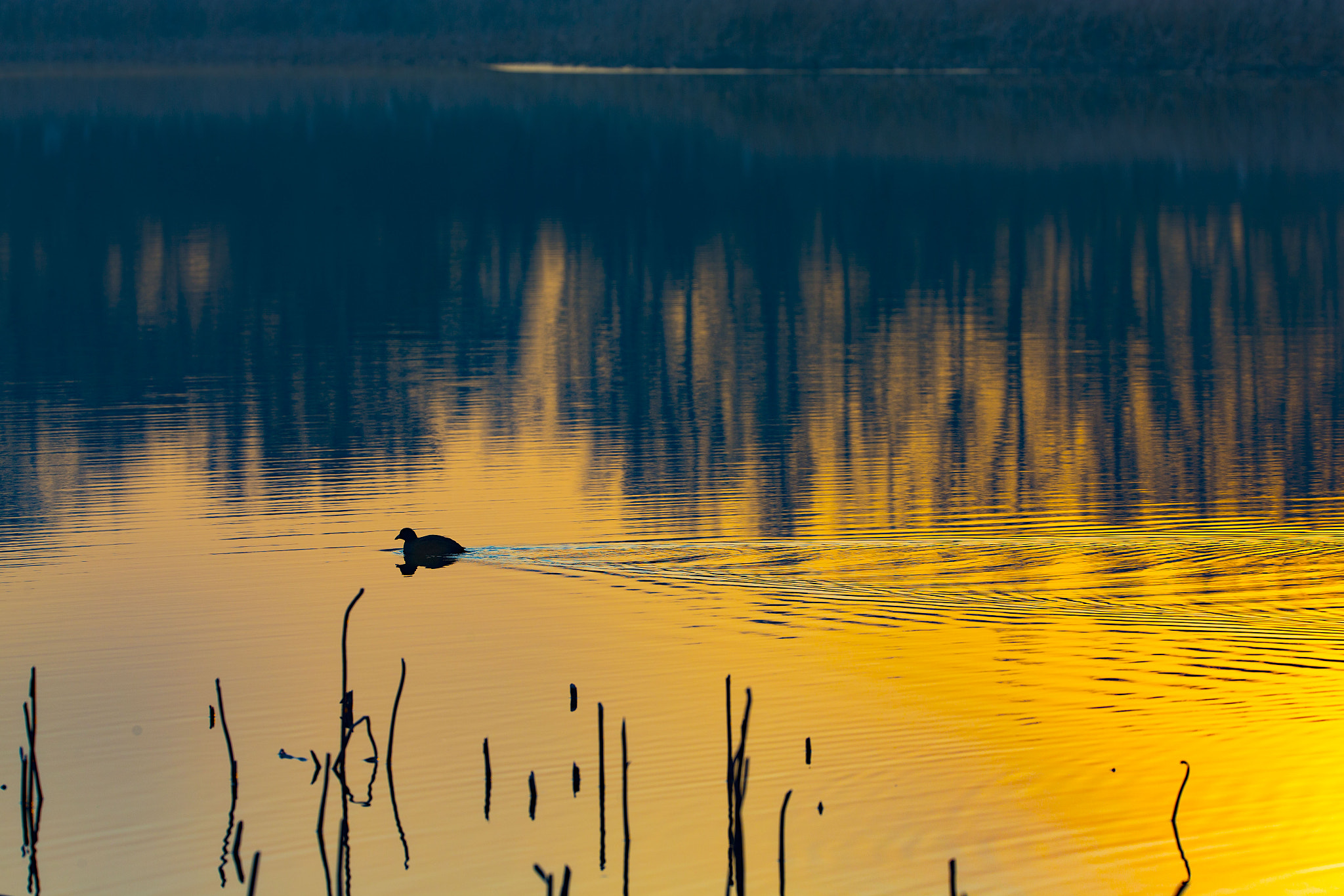 Canon EOS-1D X + Canon EF 200mm F2L IS USM sample photo