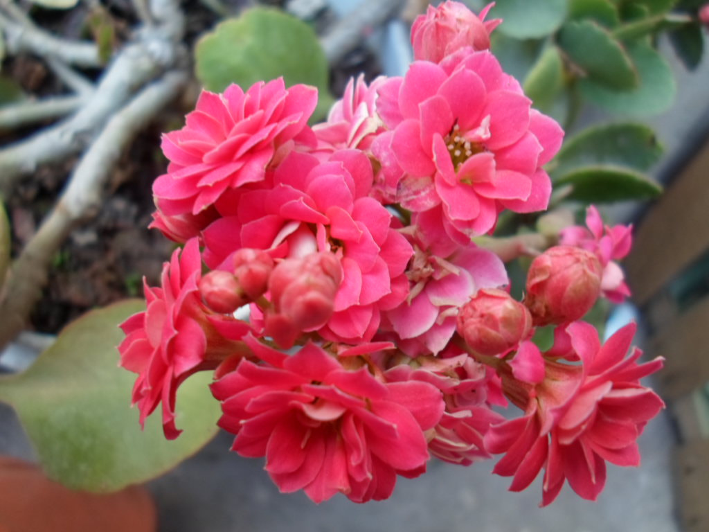 Samsung ST66 / ST68 sample photo. Ramo floral photography