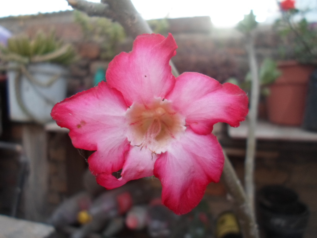 Samsung ST66 / ST68 sample photo. Flor del desierto photography