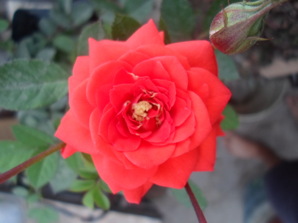 Samsung ST66 / ST68 sample photo. Rosa photography
