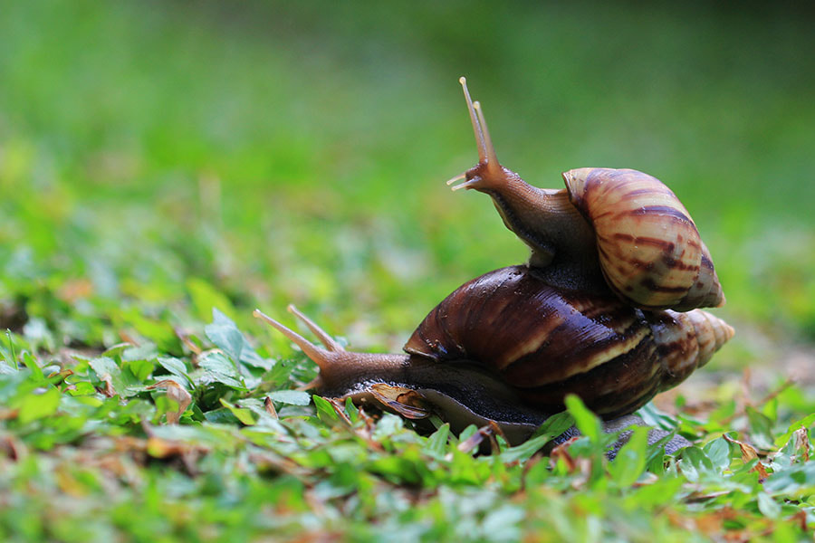 Canon EOS 60D + Canon EF 100mm F2.8L Macro IS USM sample photo. Snails photography