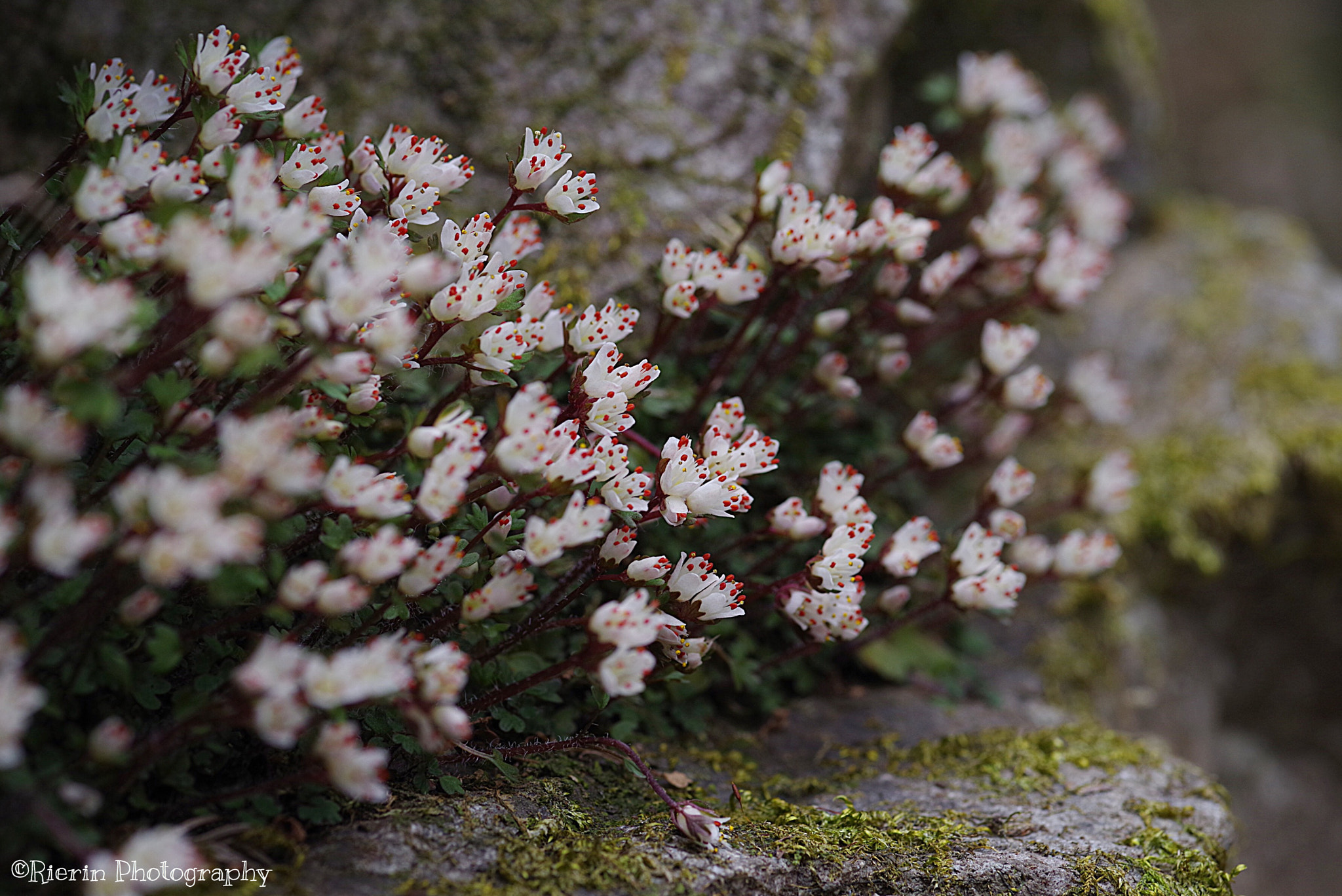 Pentax K-1 + Pentax smc D-FA 100mm F2.8 Macro WR sample photo