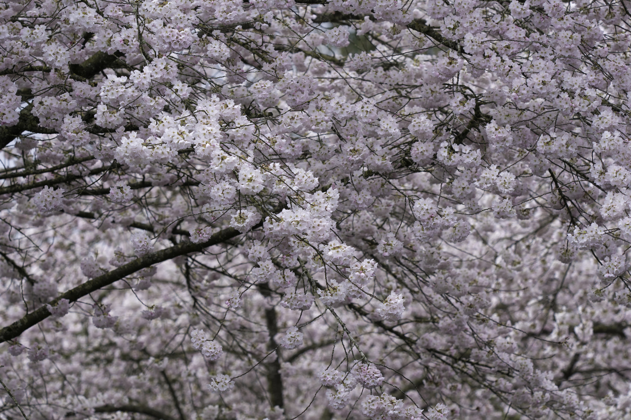 Sony ILCA-77M2 sample photo. Cherry trees photography