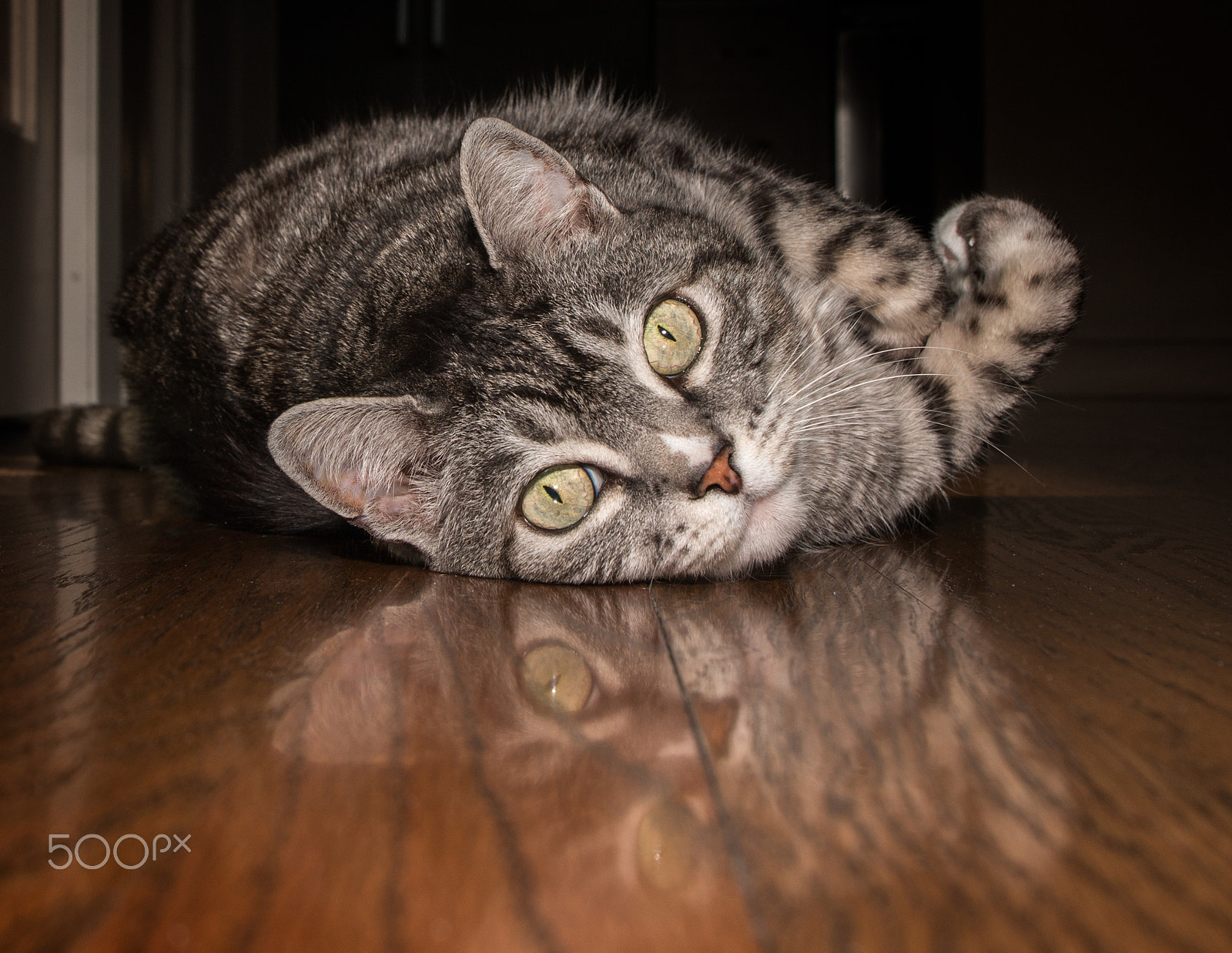 Canon EF 24-70mm F4L IS USM sample photo. Cute cat photography