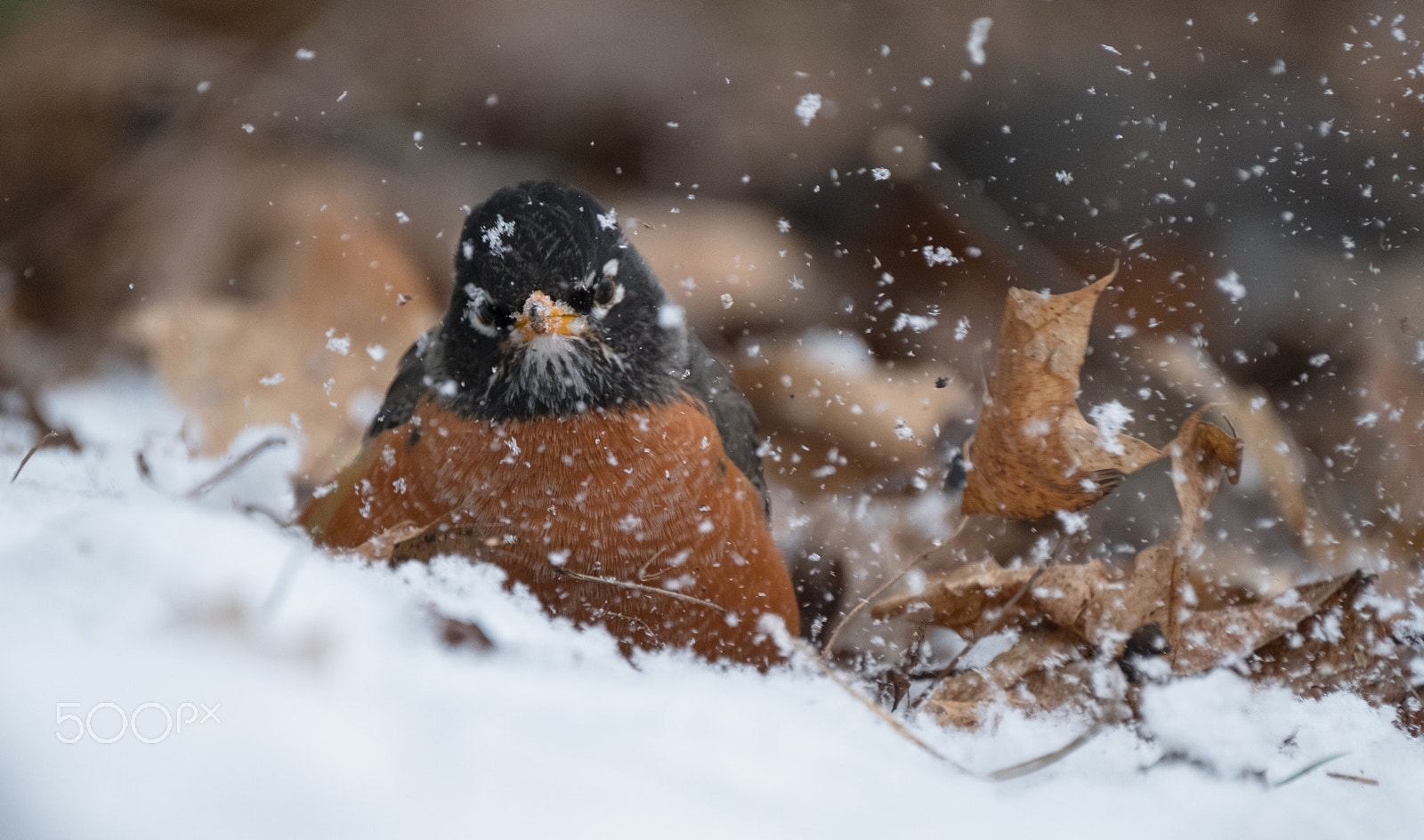 Fujifilm X-T2 sample photo. Robin in snow photography