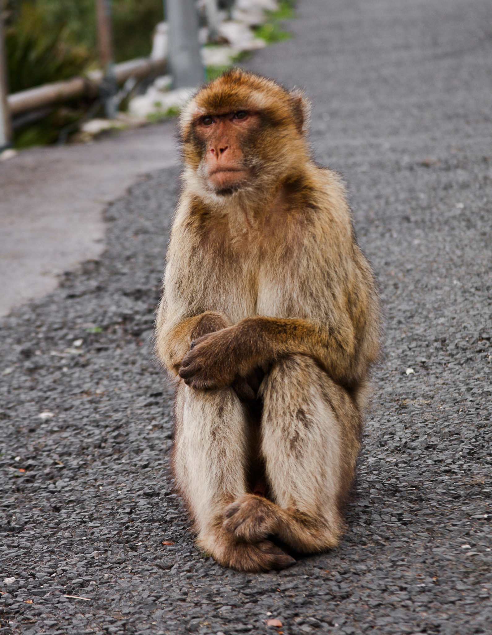 Canon EF 28-135mm F3.5-5.6 IS USM sample photo. Thinking about the meaning of life photography