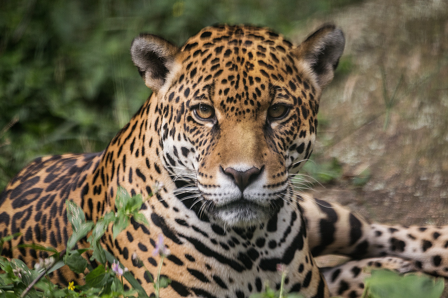 Canon EOS 6D + 150-600mm F5-6.3 DG OS HSM | Contemporary 015 sample photo. Panther photography