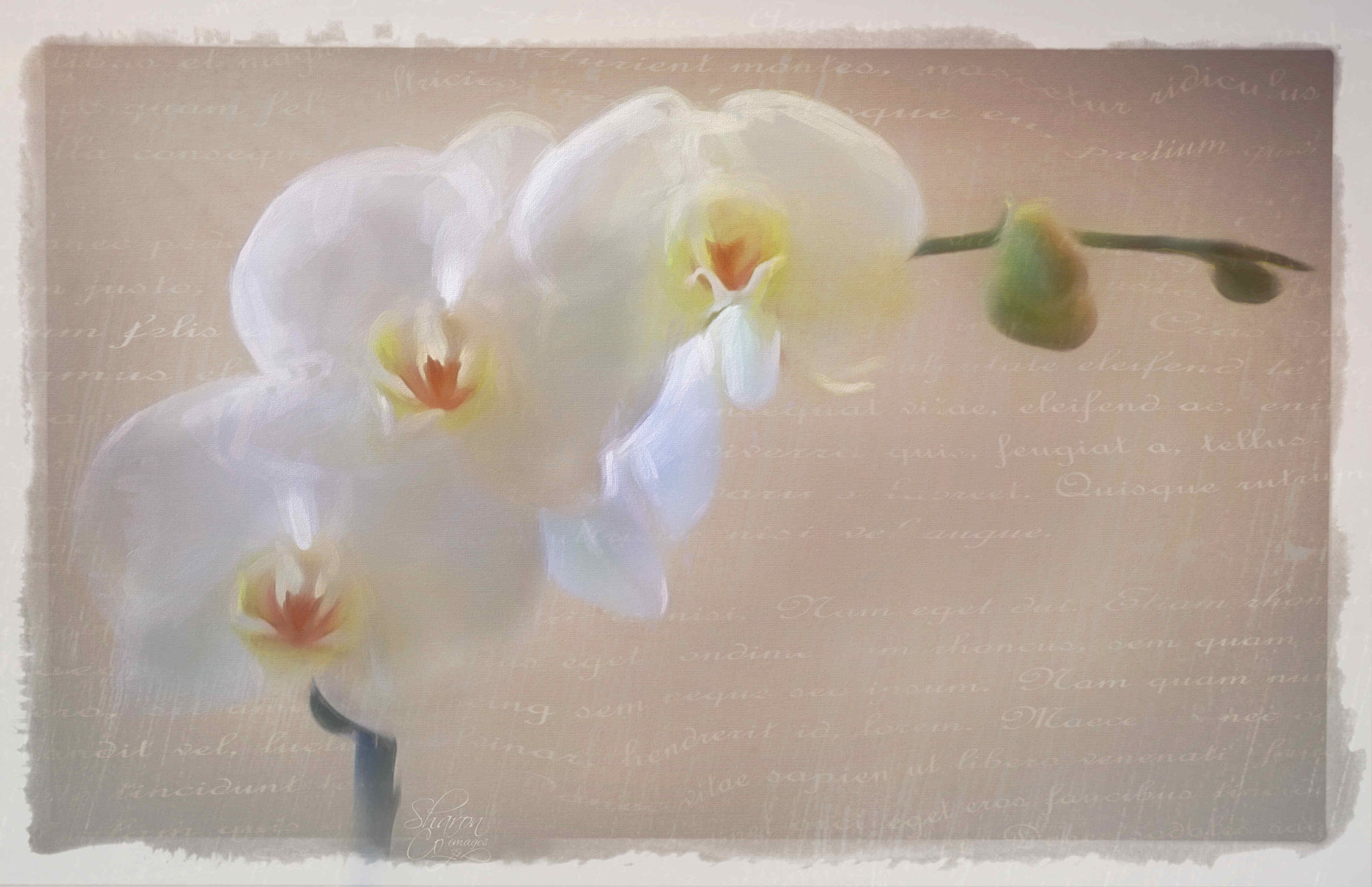 LG LEON 4G LTE sample photo. White orchid spray photography