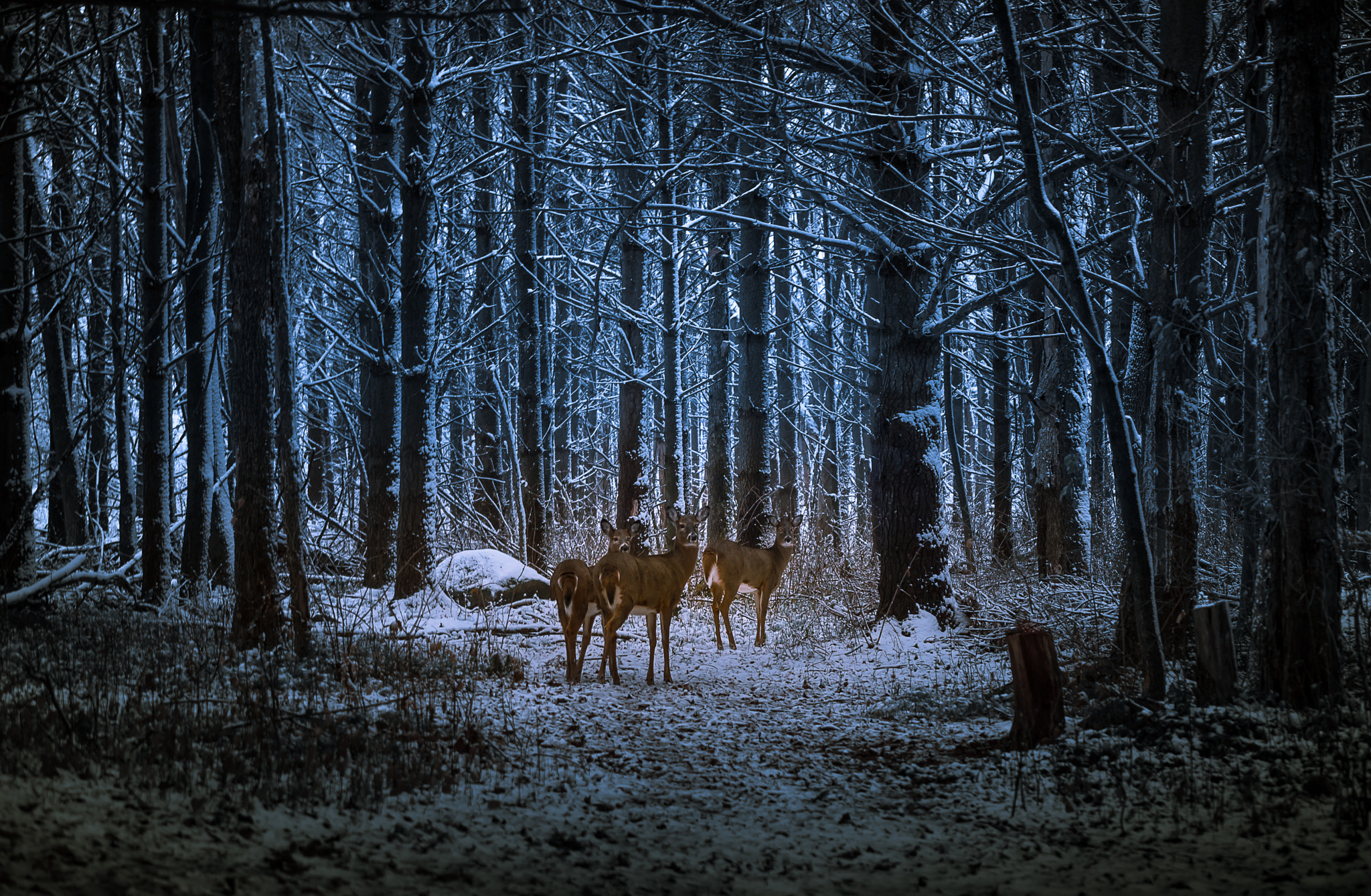 Sony a99 II sample photo. Three deer night photography