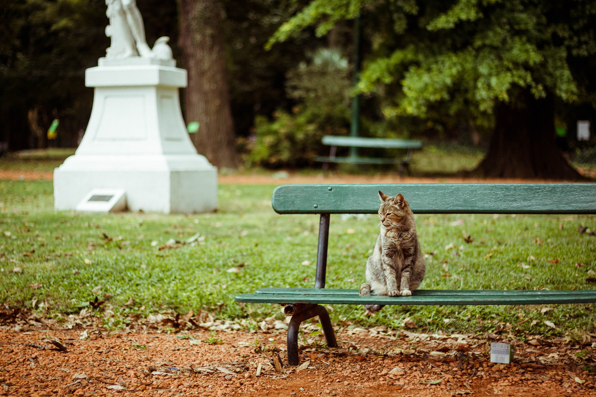 Canon EOS 50D + Canon EF 50mm F1.8 II sample photo. Cat photography