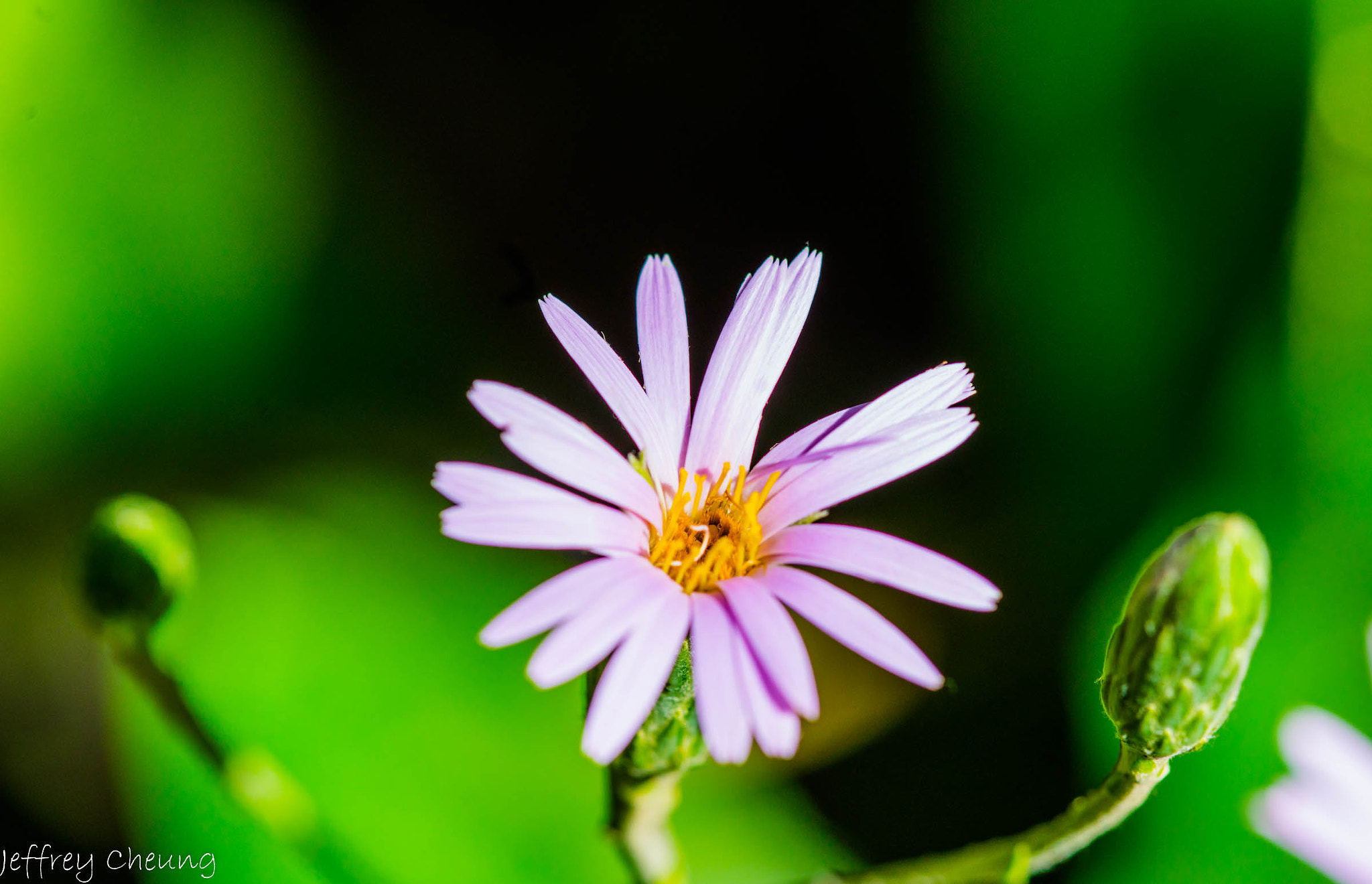 Sony a7R II sample photo. First to bloom photography