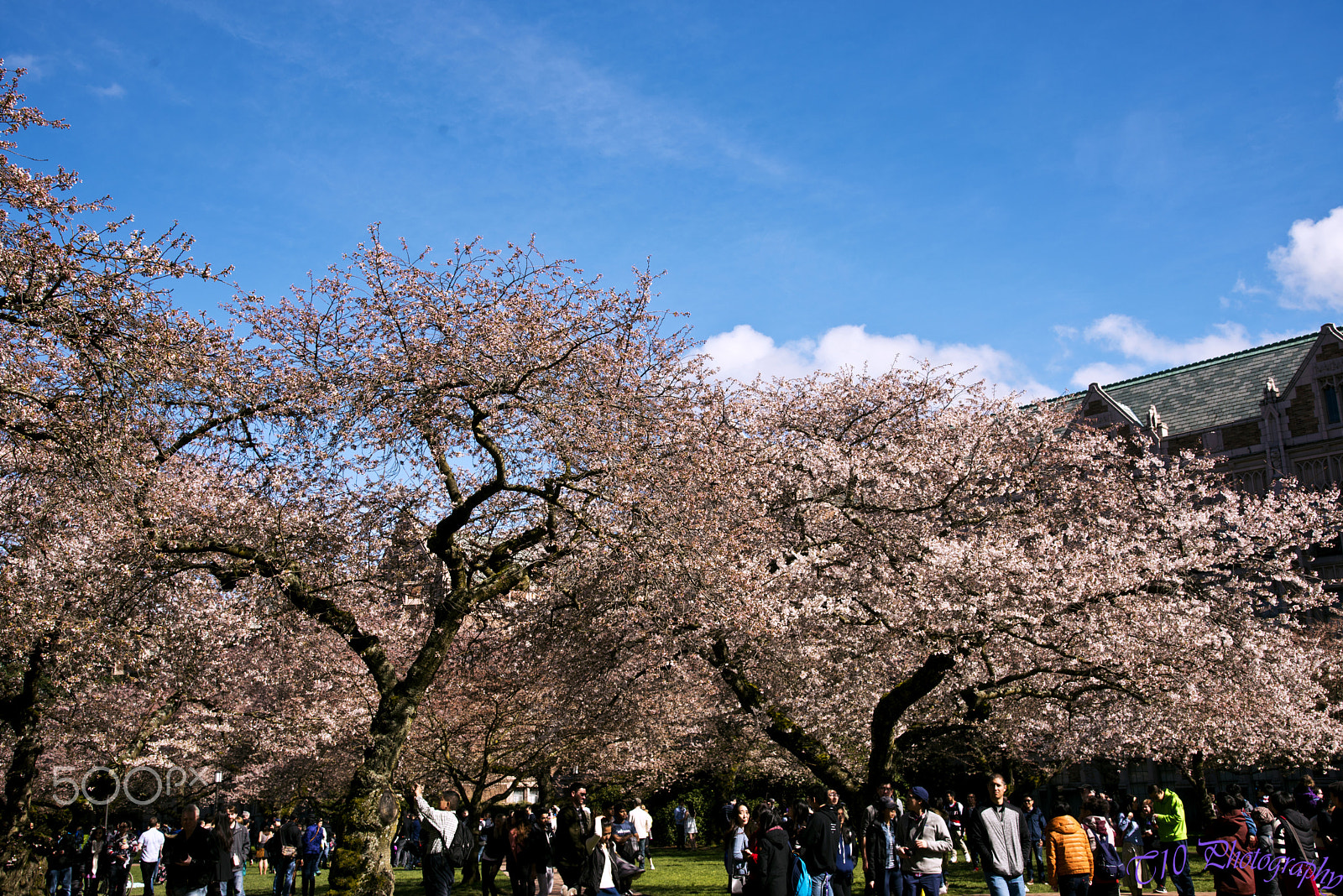 AF Zoom-Nikkor 35-105mm f/3.5-4.5D sample photo. Cherry blossom in uw seattle photography
