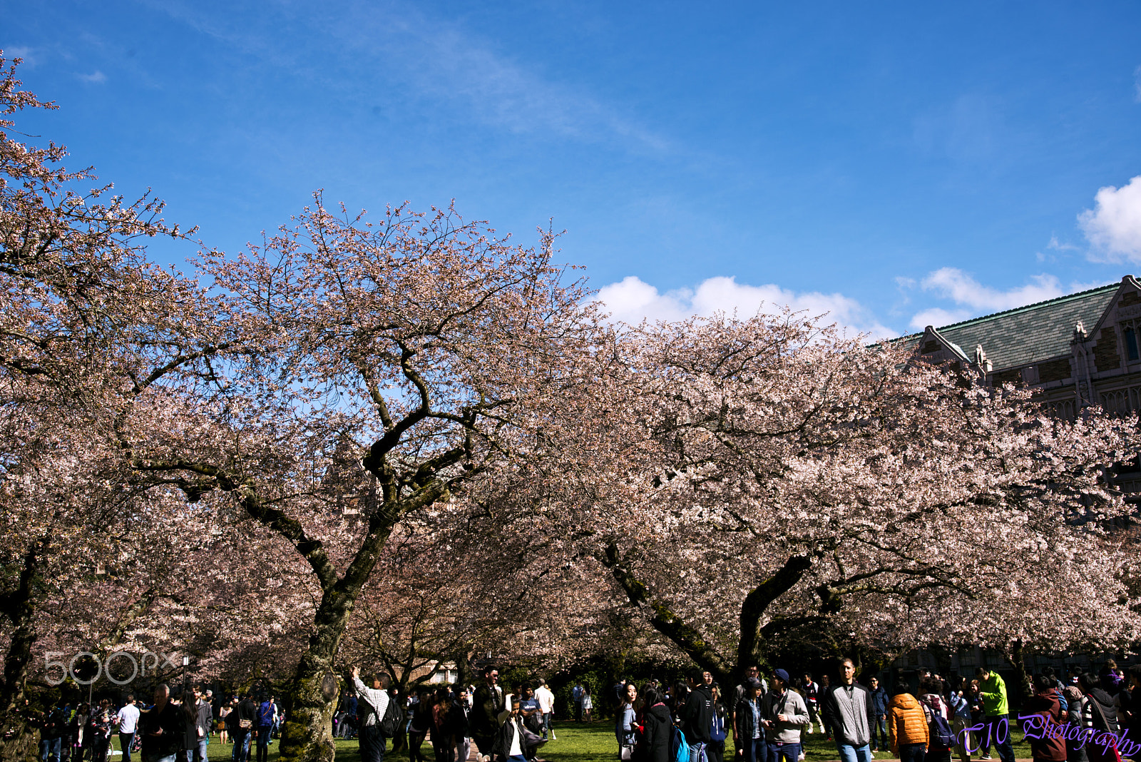 AF Zoom-Nikkor 35-105mm f/3.5-4.5D sample photo. Cherry blossom in uw seattle photography
