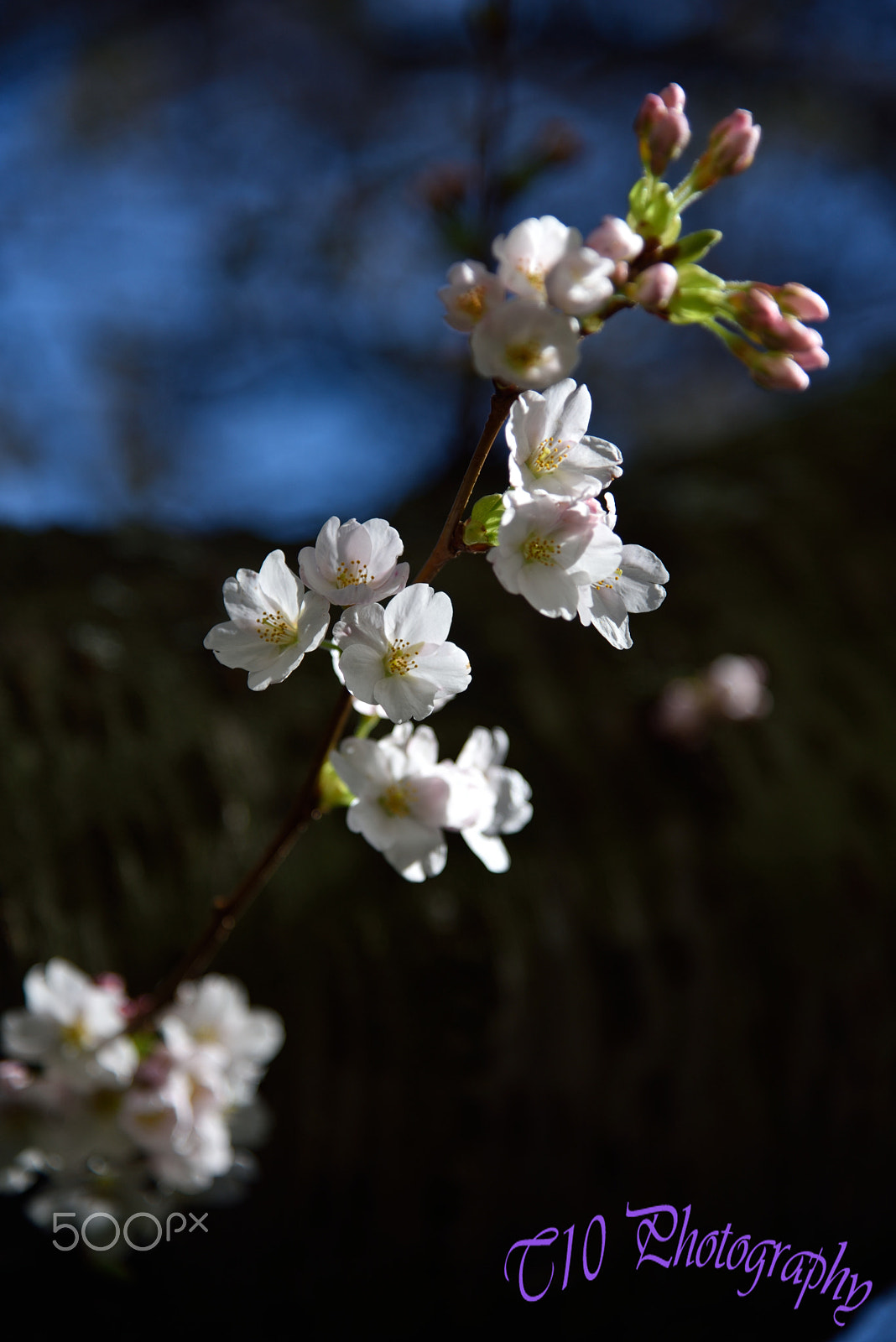 Nikon D750 + Tamron AF 18-200mm F3.5-6.3 XR Di II LD Aspherical (IF) Macro sample photo. Cherry blossom in uw seattle photography