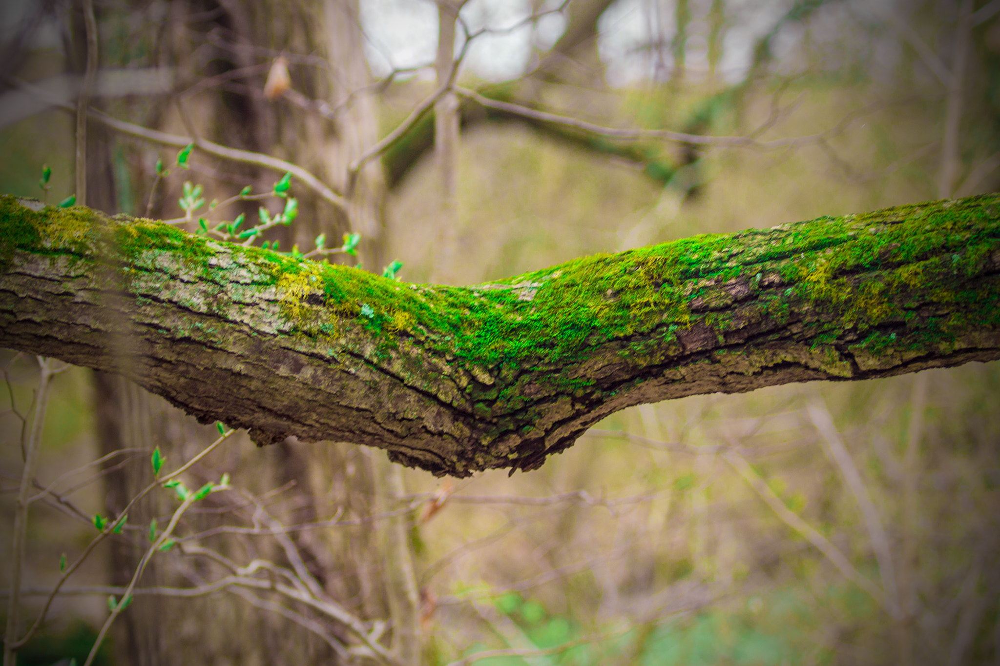 Canon EF 70-300mm F4-5.6 IS USM sample photo. Green moss photography