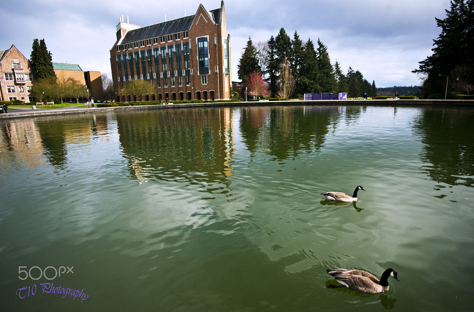 Nikon D750 + Nikon AF-S Nikkor 20mm F1.8G ED sample photo. Cherry blossom in uw seattle photography
