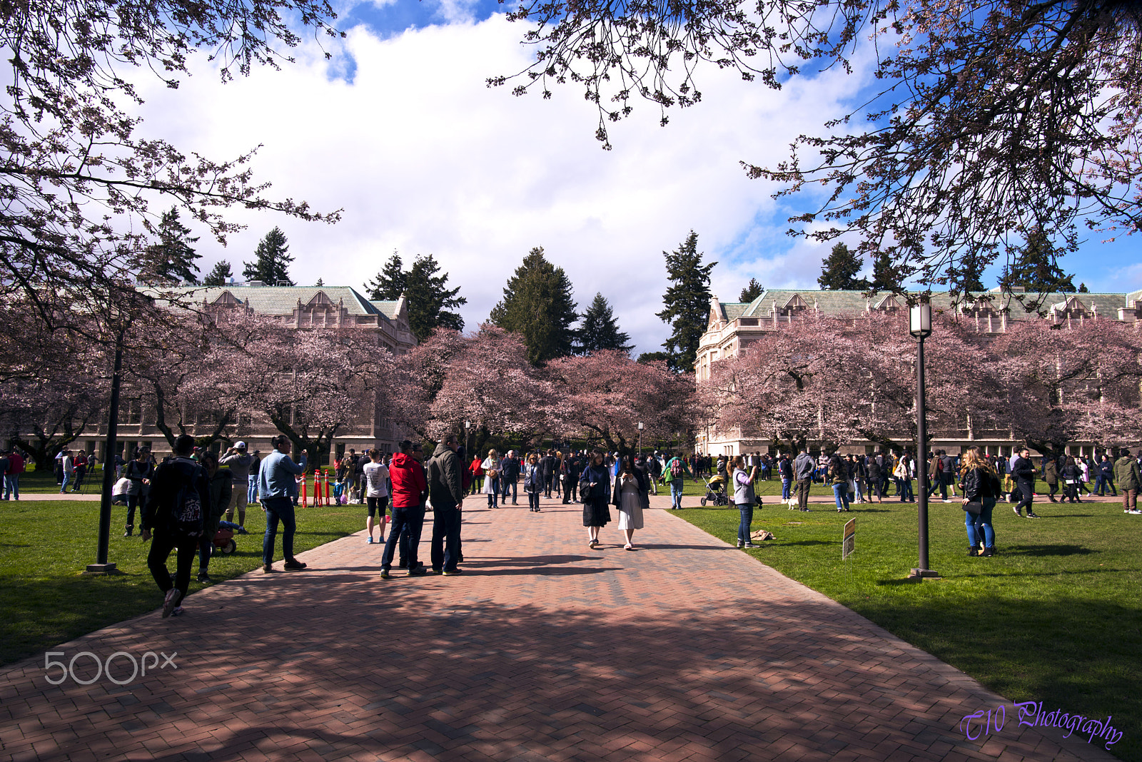 Nikon D750 sample photo. Cherry blossom in uw seattle photography