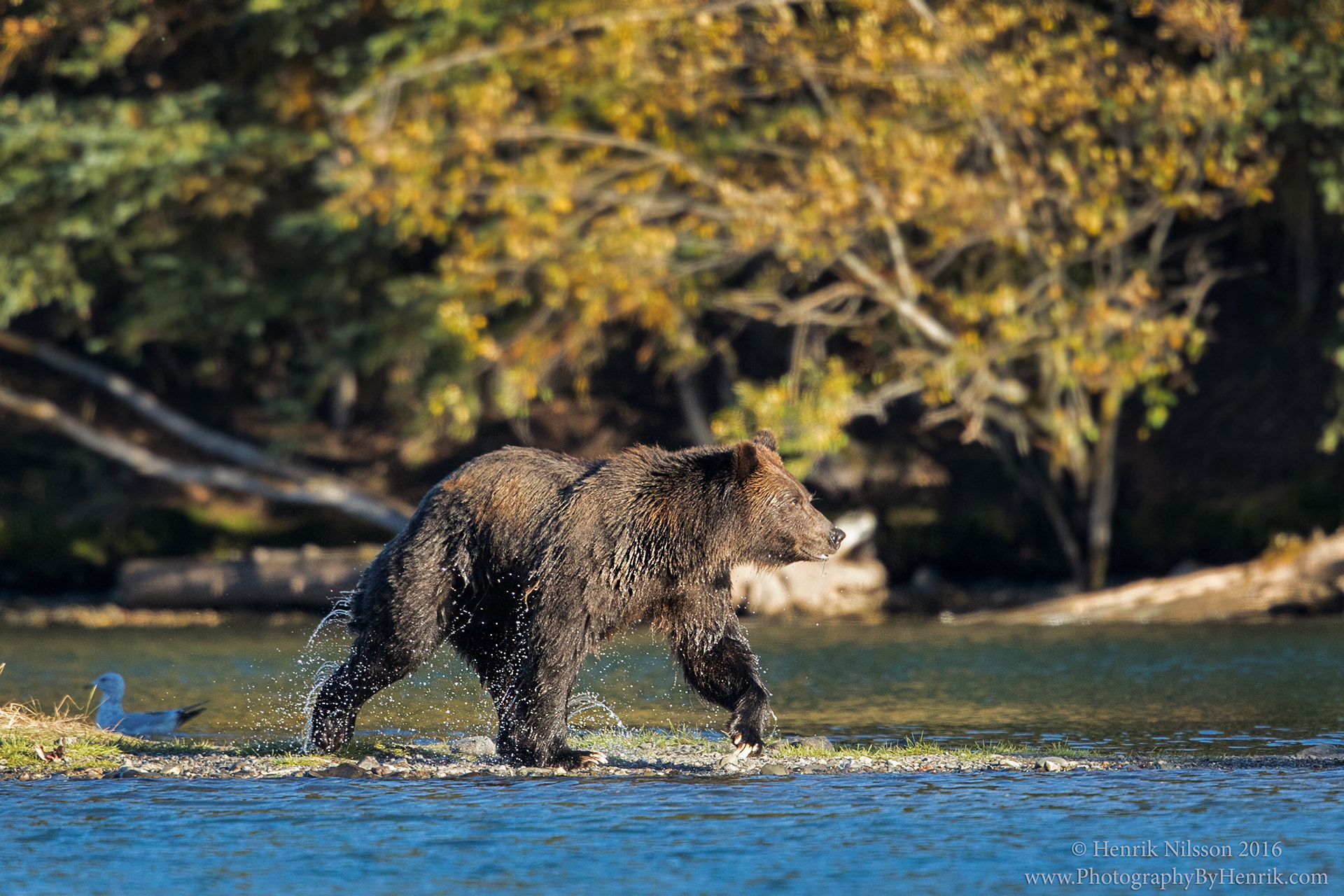 Canon EF 500mm F4L IS II USM sample photo. Fishing photography