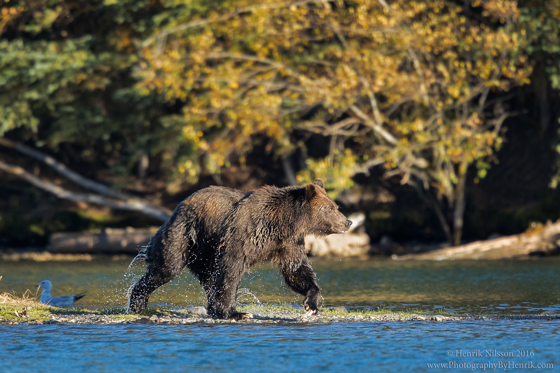 Canon EOS 5D Mark IV + Canon EF 500mm F4L IS II USM sample photo. Fishing photography